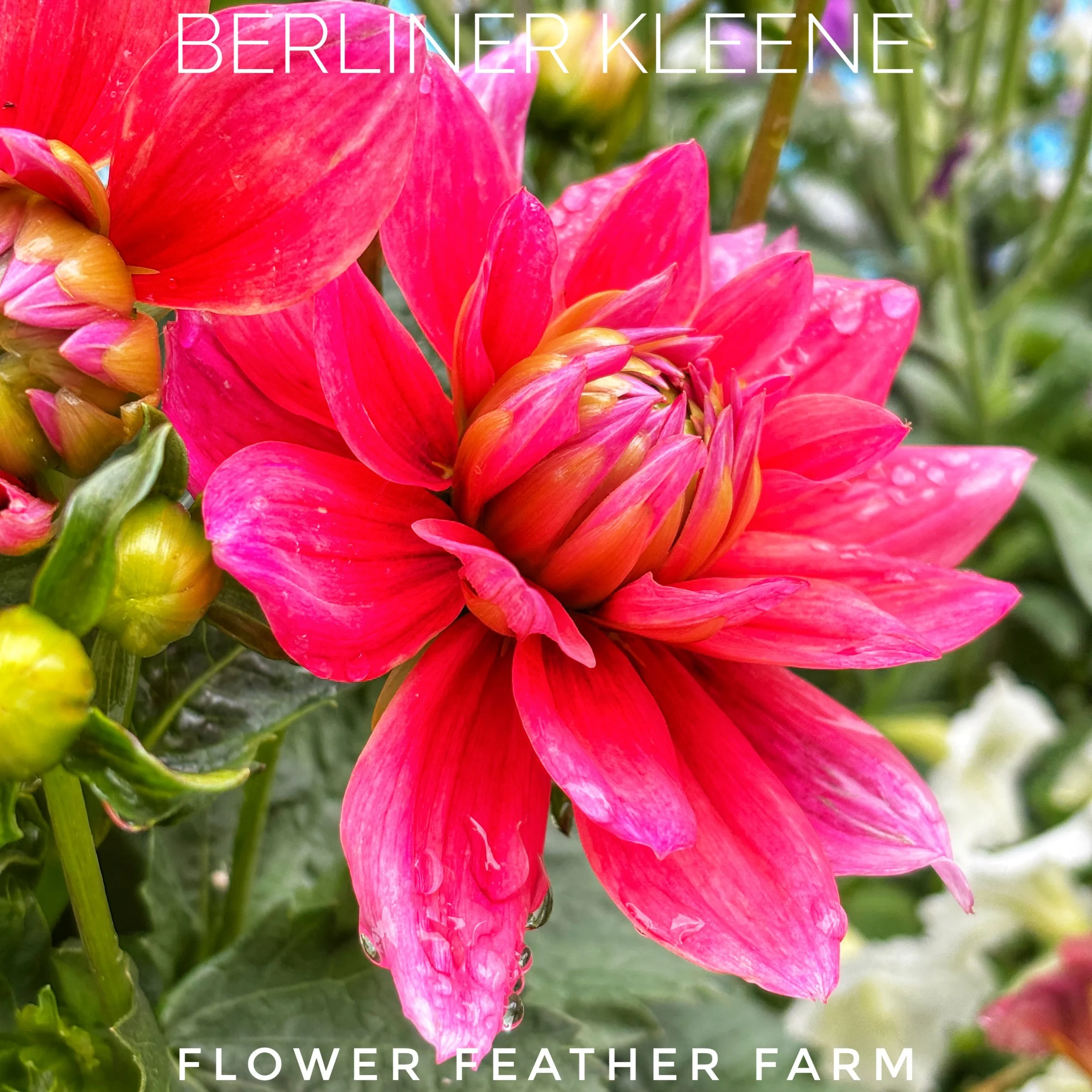 Berliner Kleene Dahlia at Flower Feather Farm, chicks & dahlias, a dahlia farm nearby