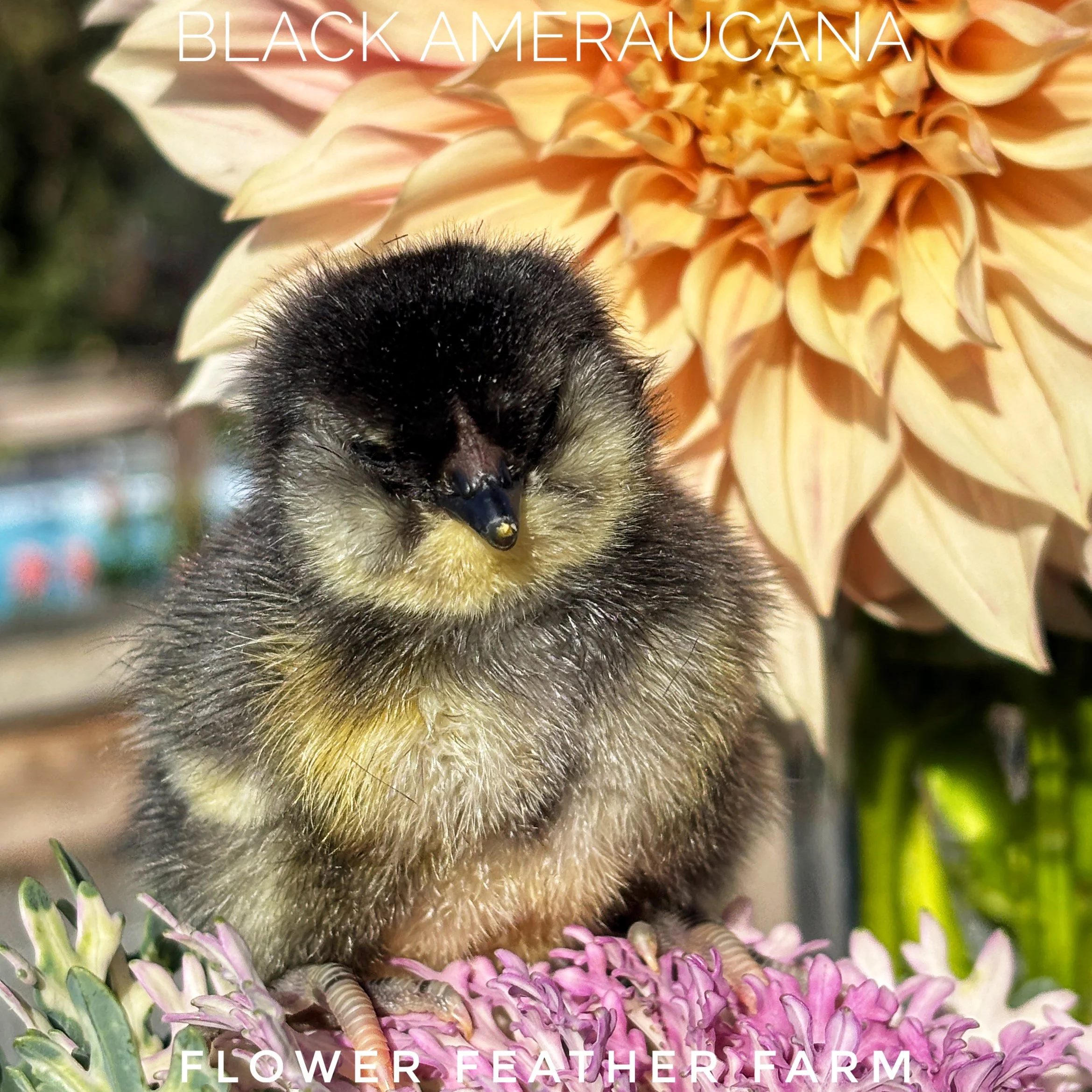 Black Ameraucana chick at Flower Feather Farm, chicks & dahlias, a chick hatchery near you
