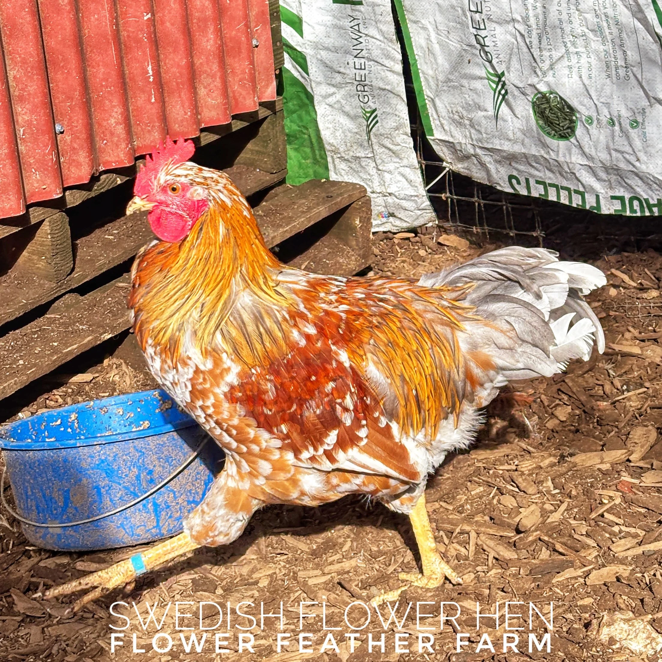 Swedish Flower Hen cockerel from Tim Oliver hatching eggs at Flower Feather Farm, chicks & dahlias