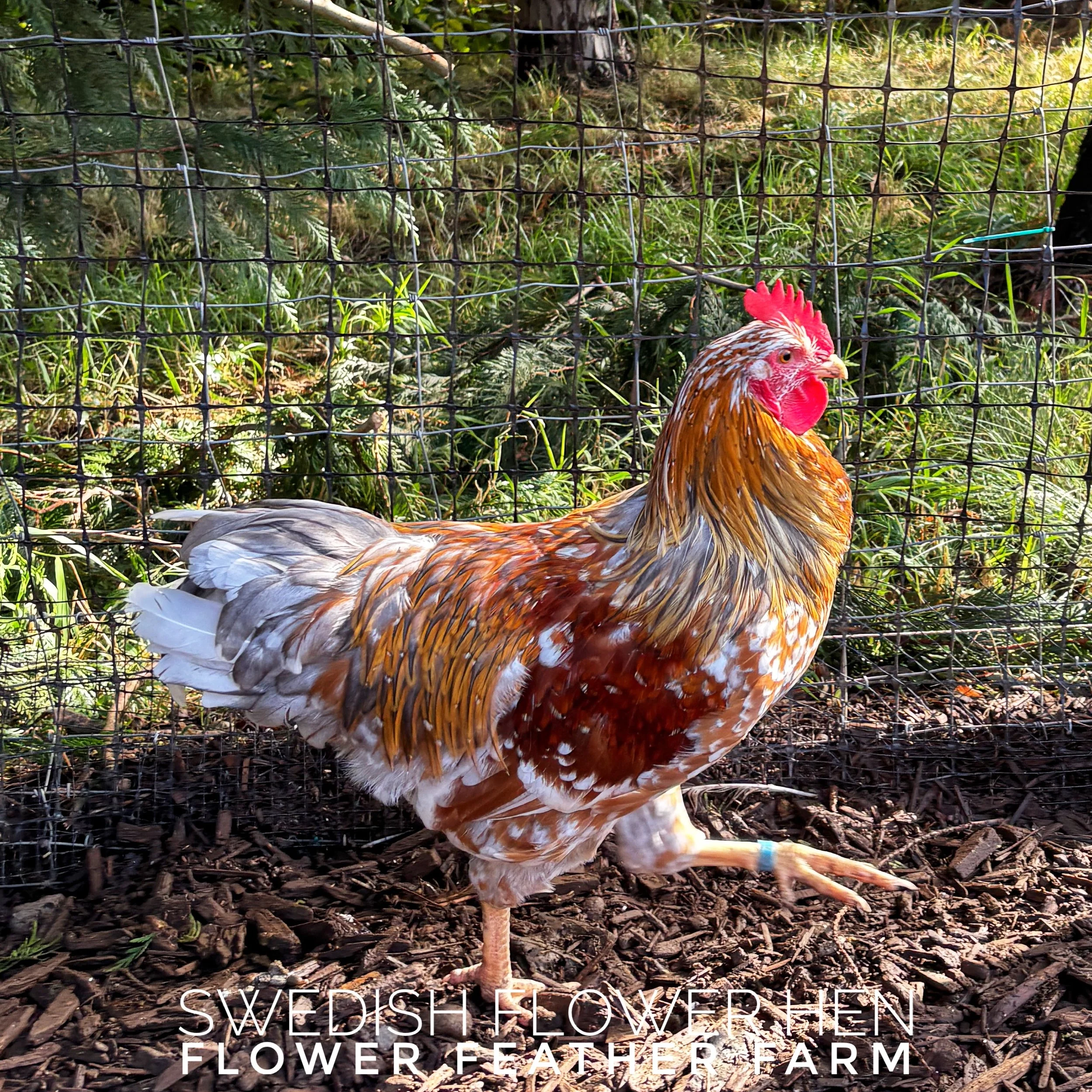 Swedish Flower Hen cockerel from Tim Oliver hatching eggs at Flower Feather Farm, chicks & dahlias
