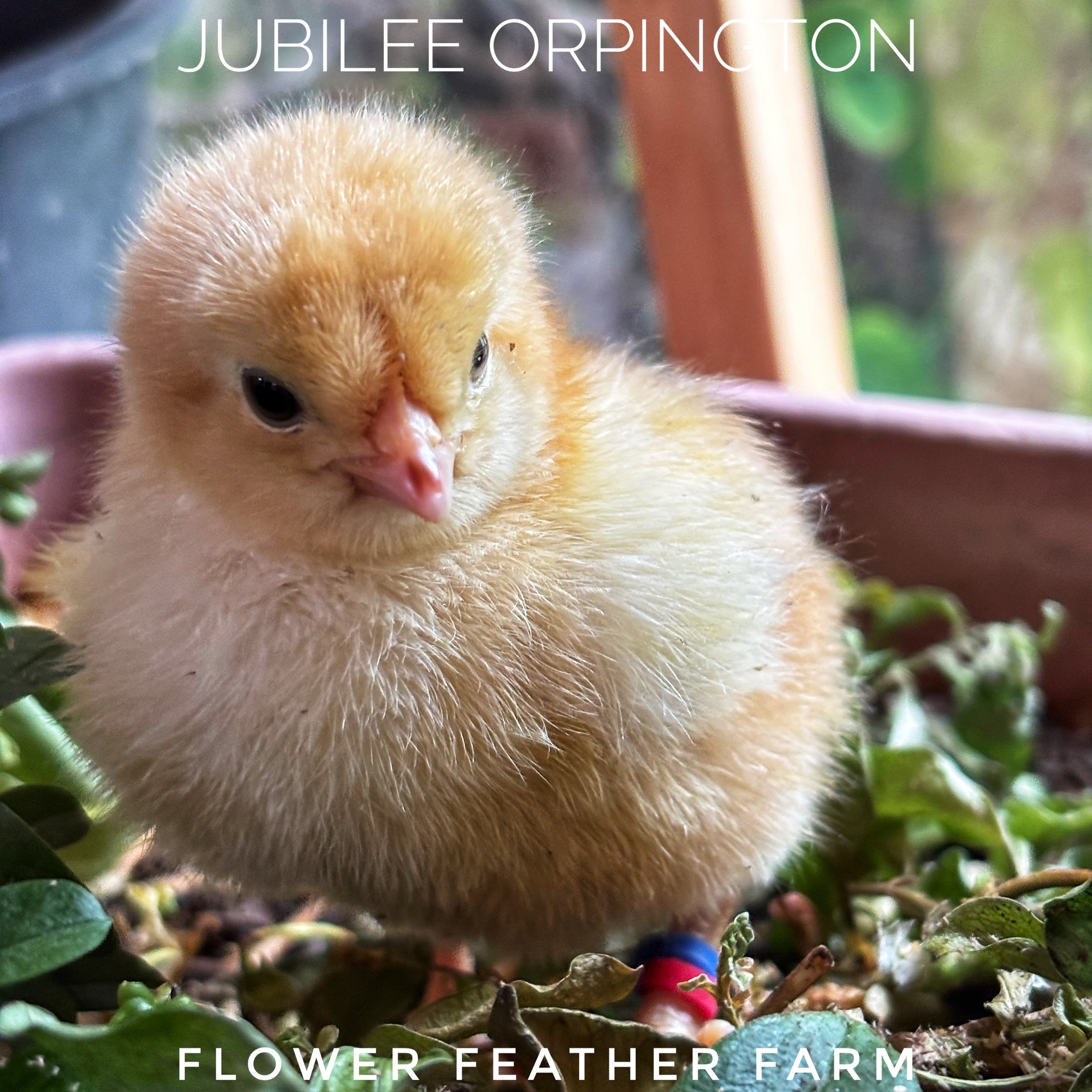 Jubilee Orpington chicks at Flower Feather Farm, chicks & dahlias, a chick hatchery near me, baby chicks for sale near me, jubilee chickens, jubilee orpington for sale, jubilee orpington chicken