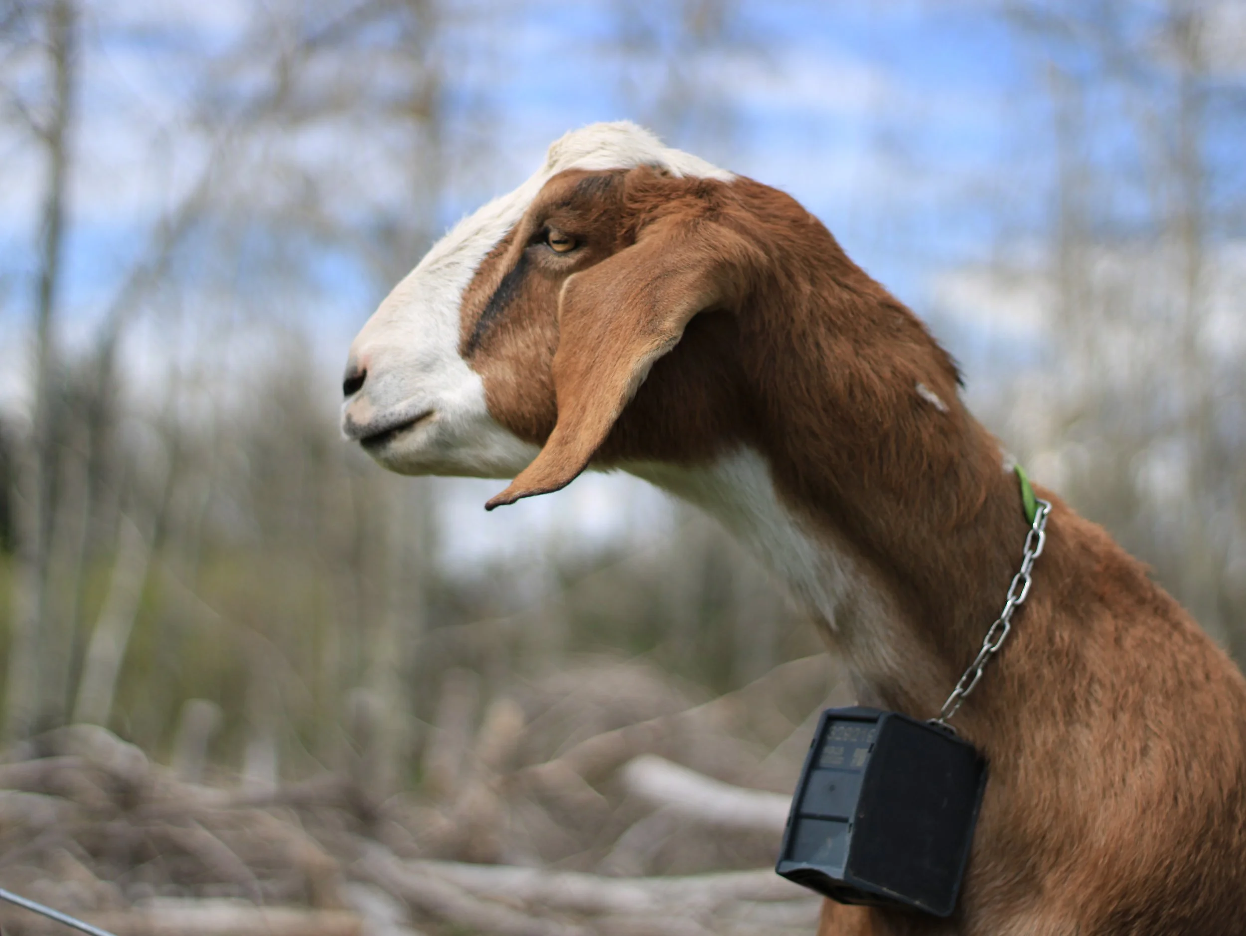 Super sociable goats at Flower Feather Farm, the best AirBNB near Bellingham