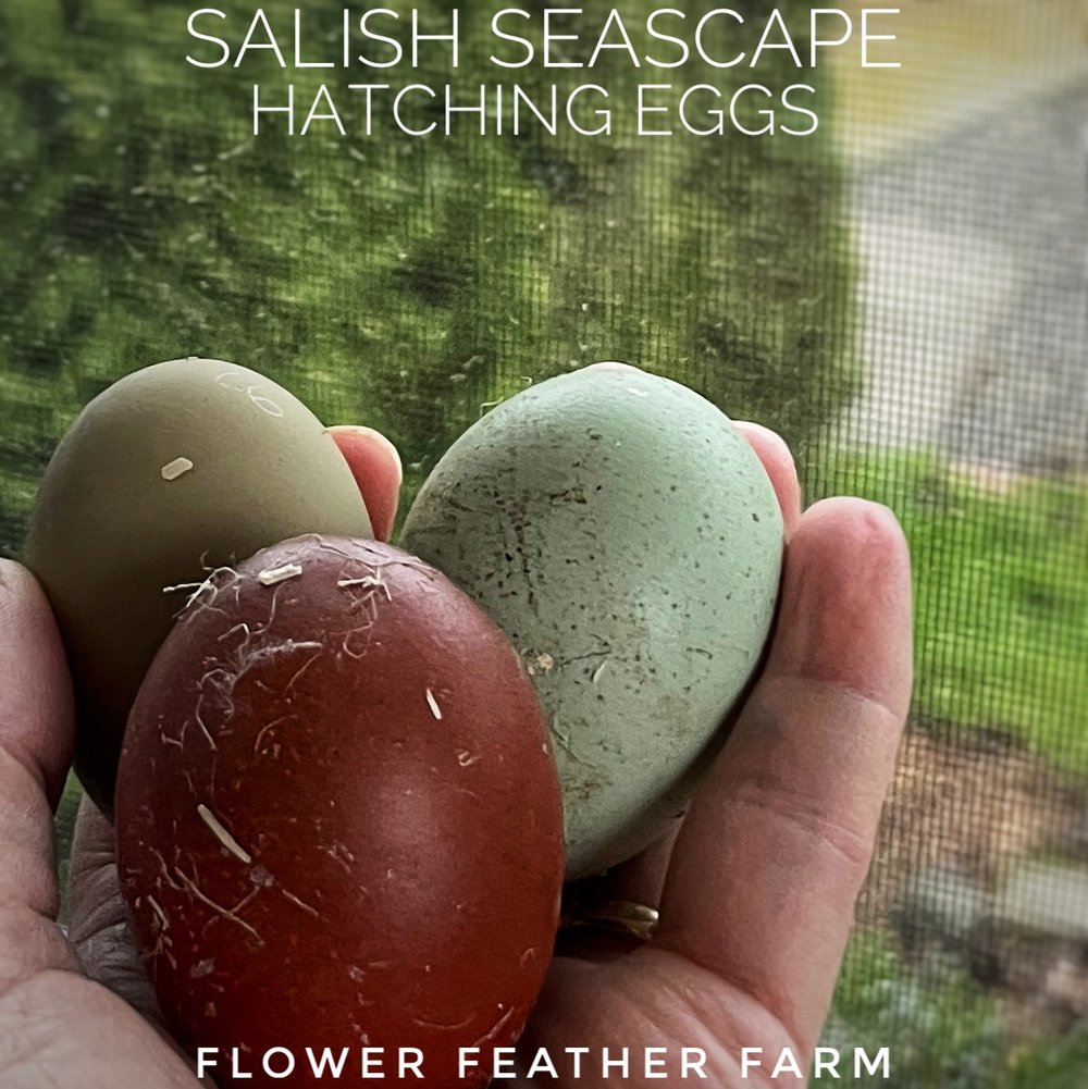 6 Hatching Eggs: Salish Seascape