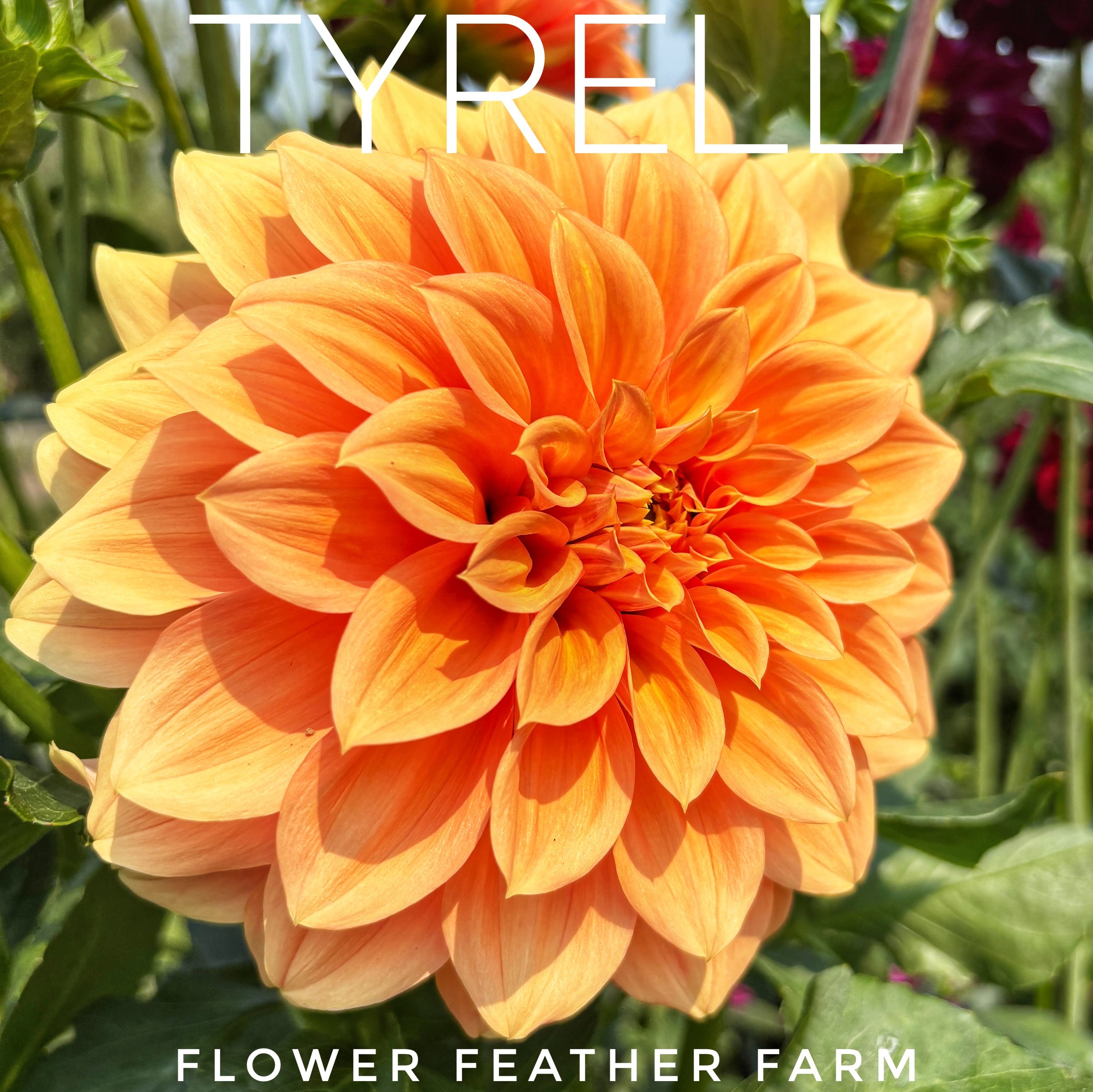 Shop premium Tyrell dahlia tubers at Flower Feather Farm. Hand-selected, true-to-name tubers grown for vigor and bloom quality. Order online today.