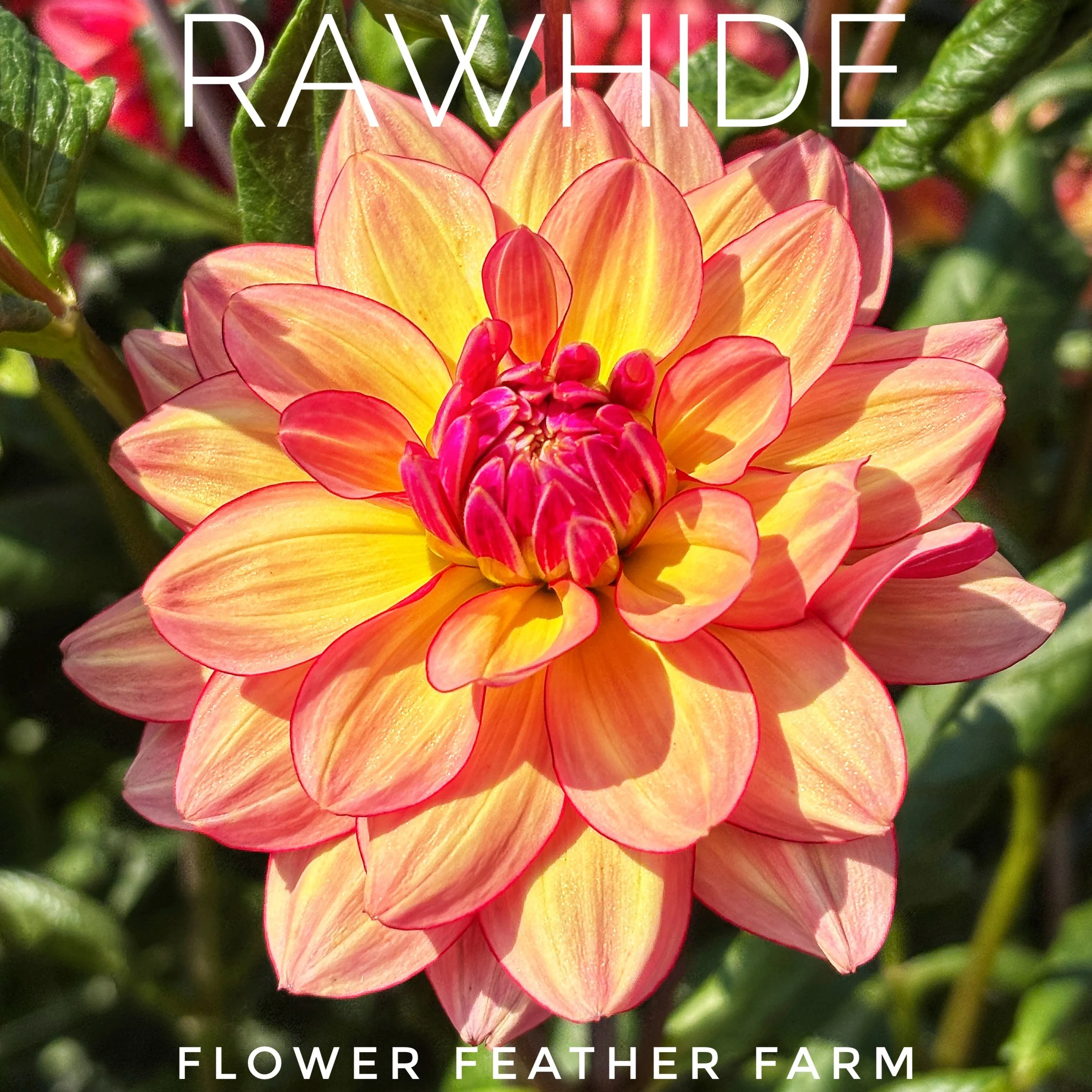 Rawhide Dahlia in bloom at Flower Feather Farm, chicks and dahlias -- order dahlias online