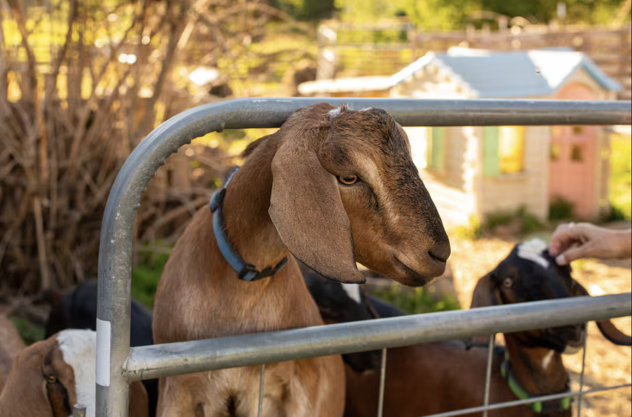 Sage and his goat buddies love cuddles and attention from AirBNB farmstay guests.