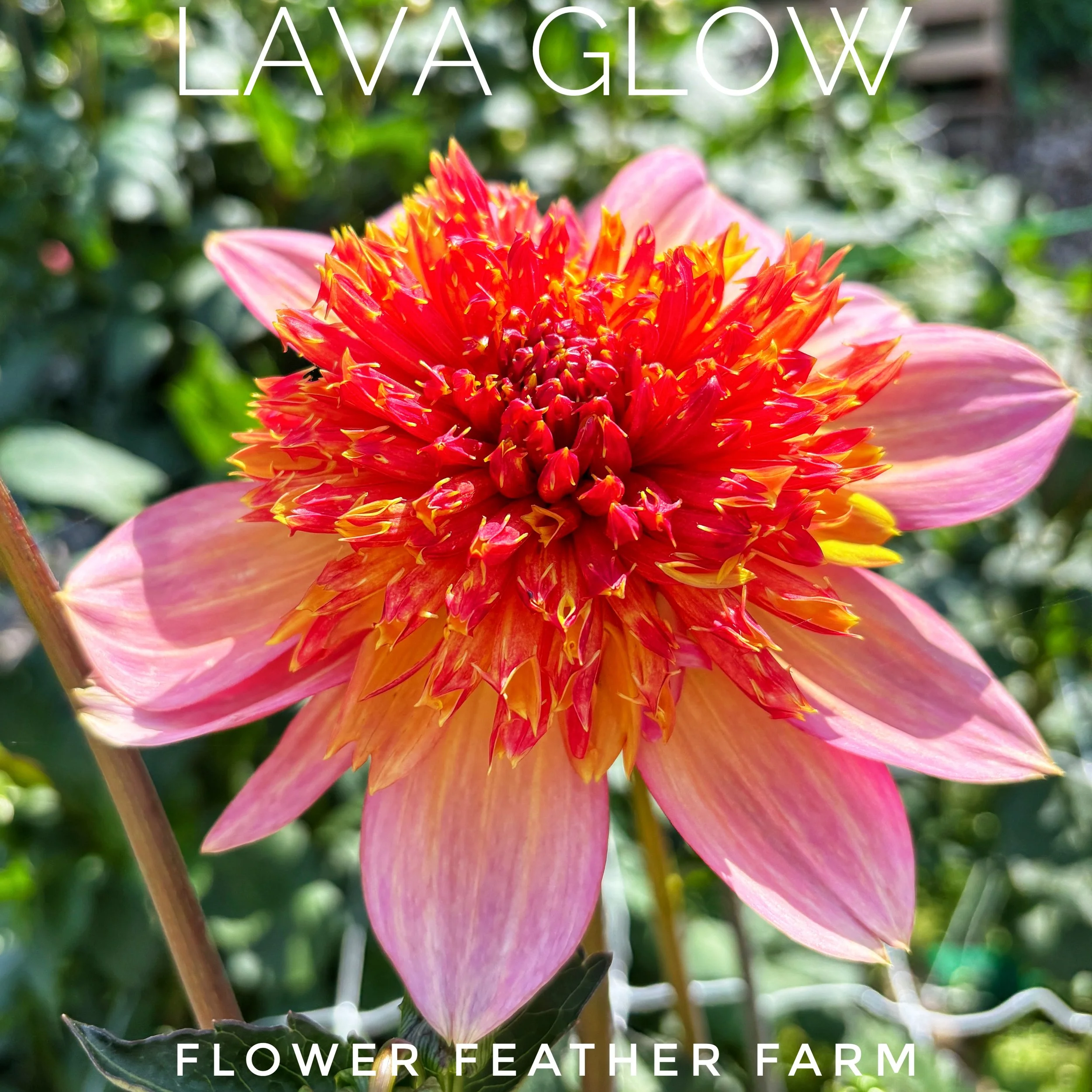 Anemone-flowered Dahlia 'Lava Glow' with tangerine outer petals and a glowing pincushion center, grown at Flower Feather Farm
