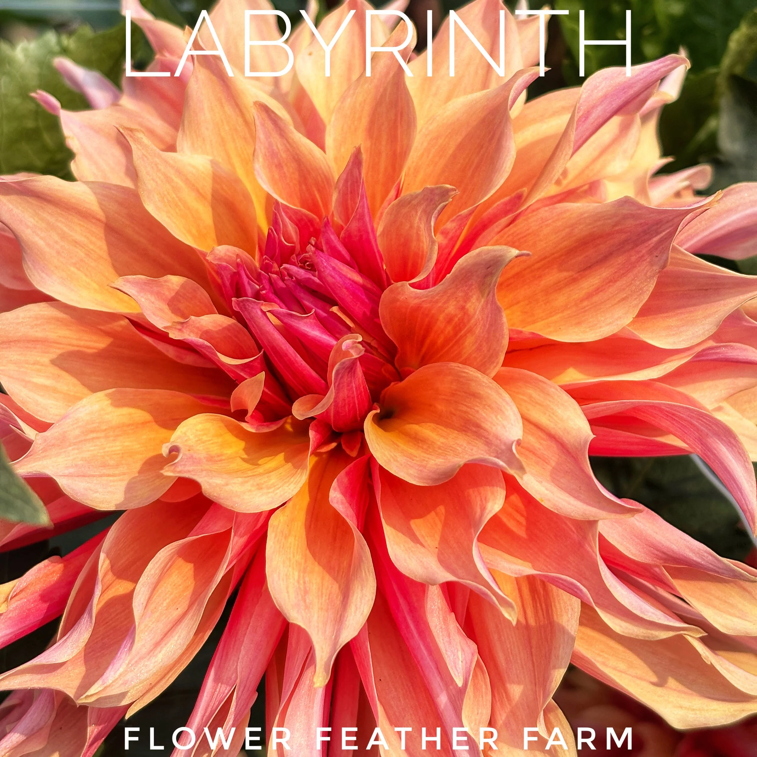 Close-up of Labyrinth, a variegated apricot, peach, rose, and pink semi-double blossom dahlia