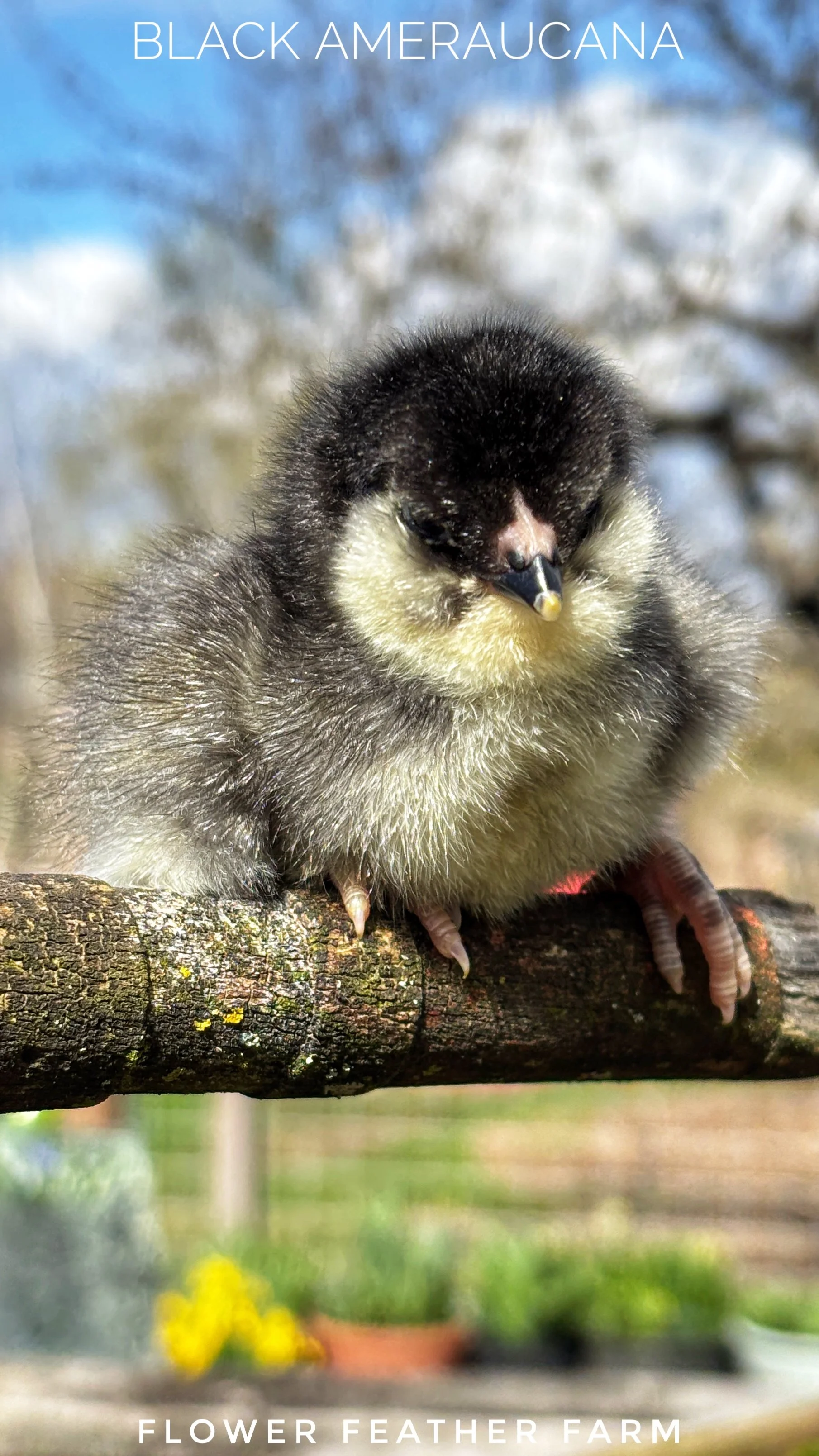 Black Ermine Ameraucana at Flower Feather Farm, chicks & dahlias, a chick hatchery nearby, chicks for sale