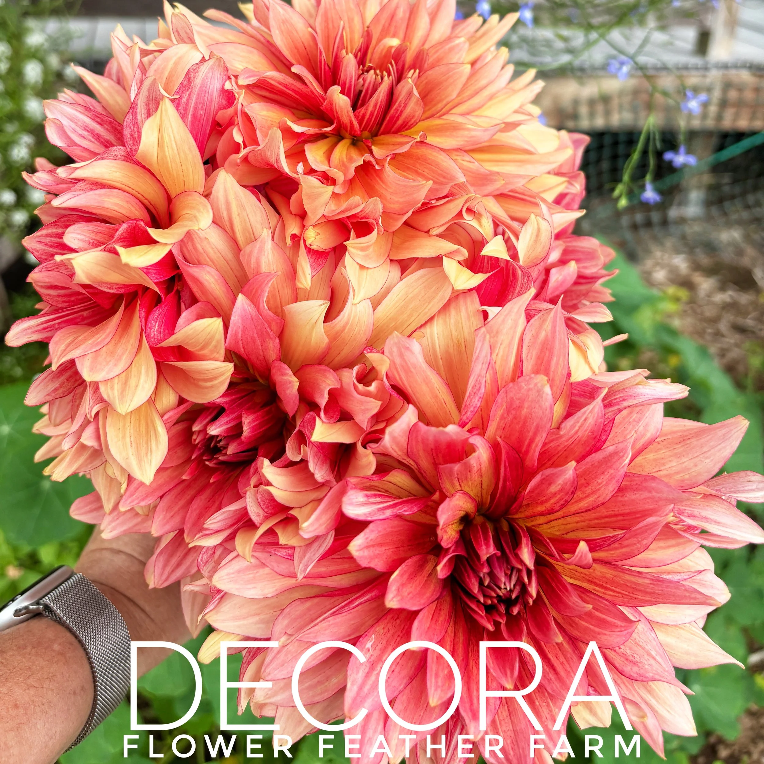 Ruffled apricot meets rich raspberry tones! Secure your Decora dahlia tubers online today from the flower growers at Flower Feather Farm.