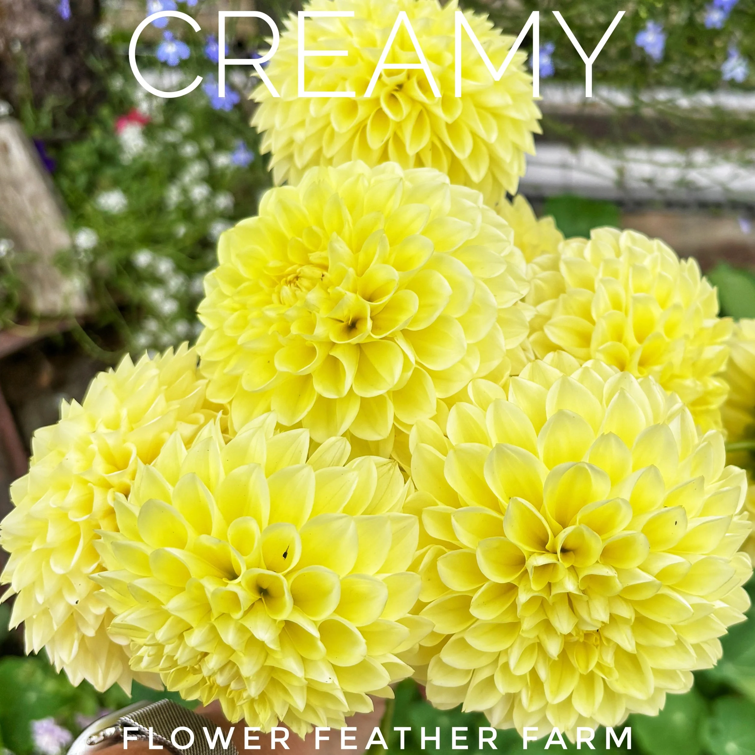 Add the early-blooming Dahlia 'Creamy' to your cutting garden. Enjoy an abundance of soft yellow and ivory blooms on long, strong stems all season.