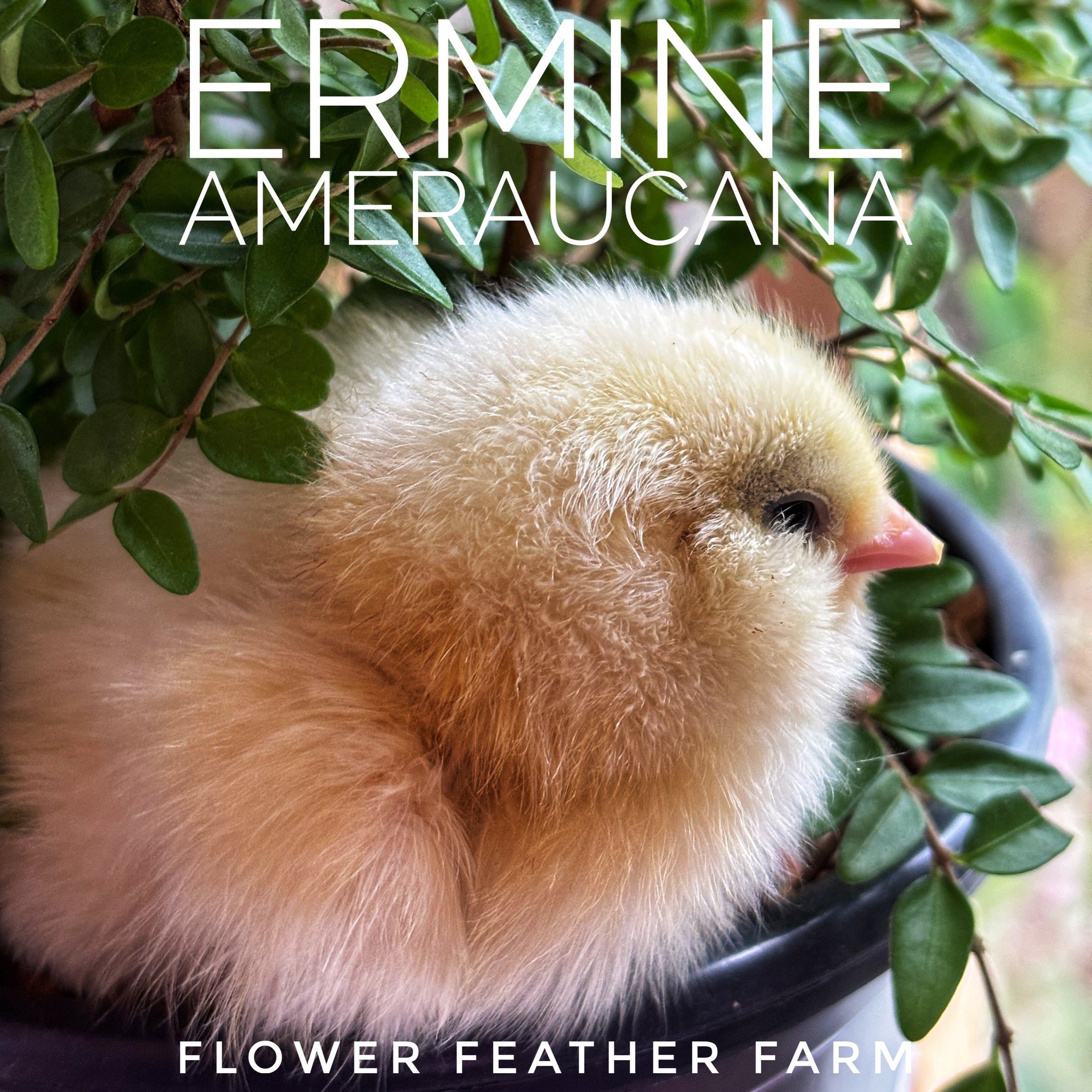 Ermine  Ameraucana Chick, Black or Ermine (Black & White)