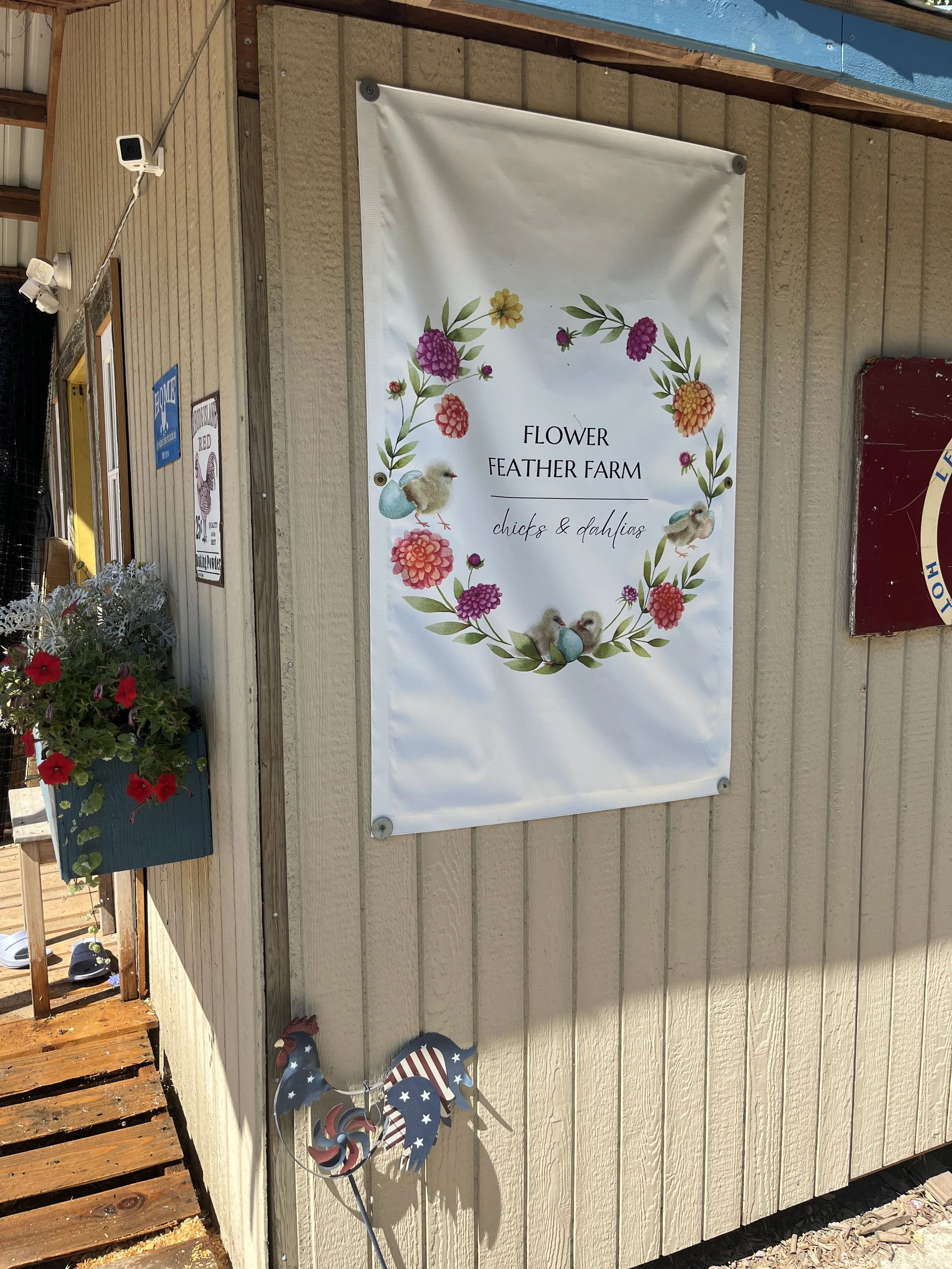 Sign for Flower Feather Farm with illustrations of flowers, ducks, and chicks, mounted on the exterior of a wooden building. There is also a flower basket with red flowers hanging nearby and a decorative pinwheel with a patriotic design at the bottom.