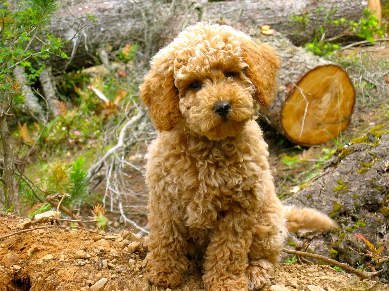 Cover pup.jpeg