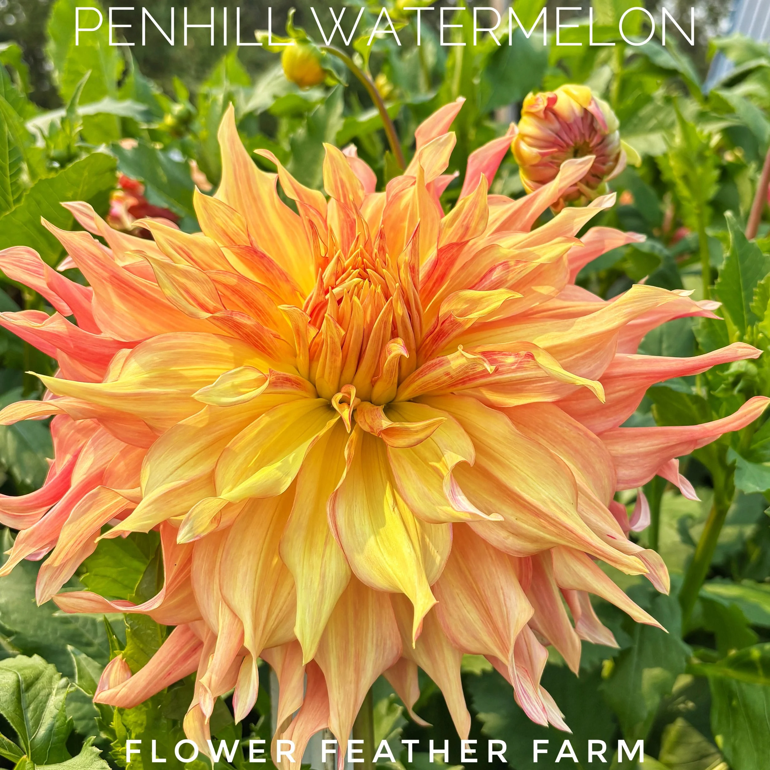 Penhill Watermelon dahlia at Flower Feather Farm will blow your sock off with her massive size and beauty.