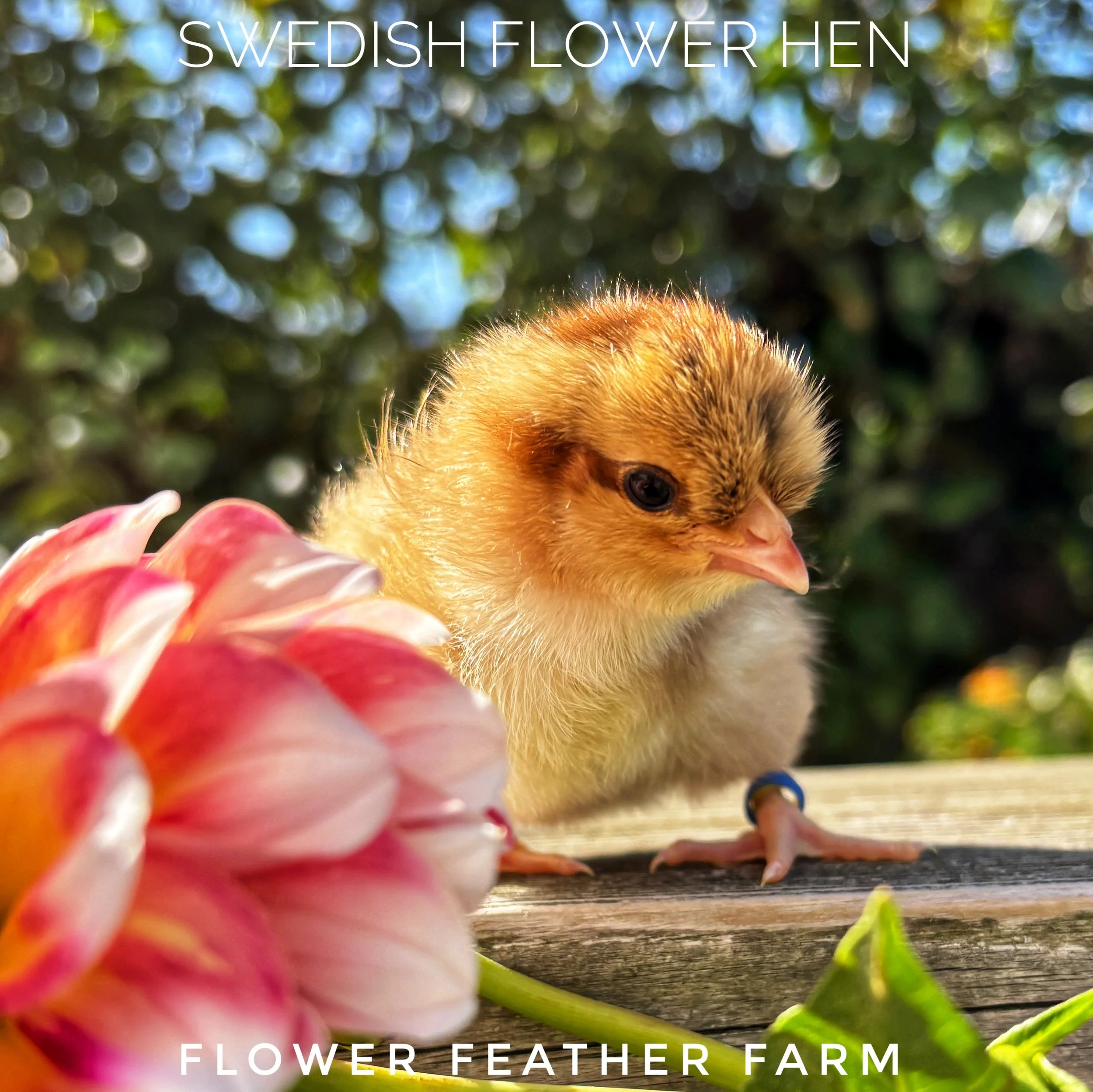Swedish Flower Hens Chicks Hatch