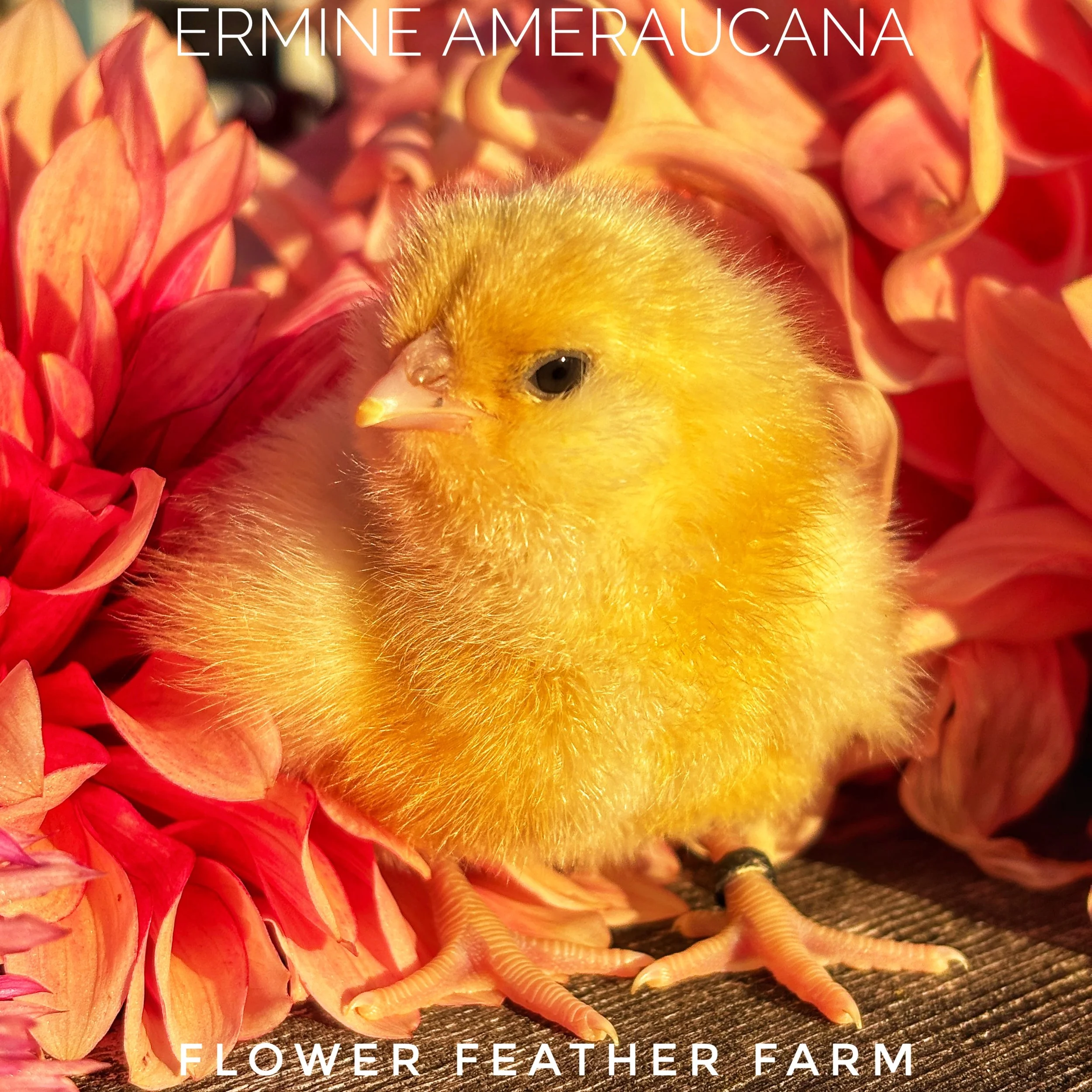Ermine Ameraucana baby chick in the summer dahlias at Flower Feather Farm, chicks & dahlias