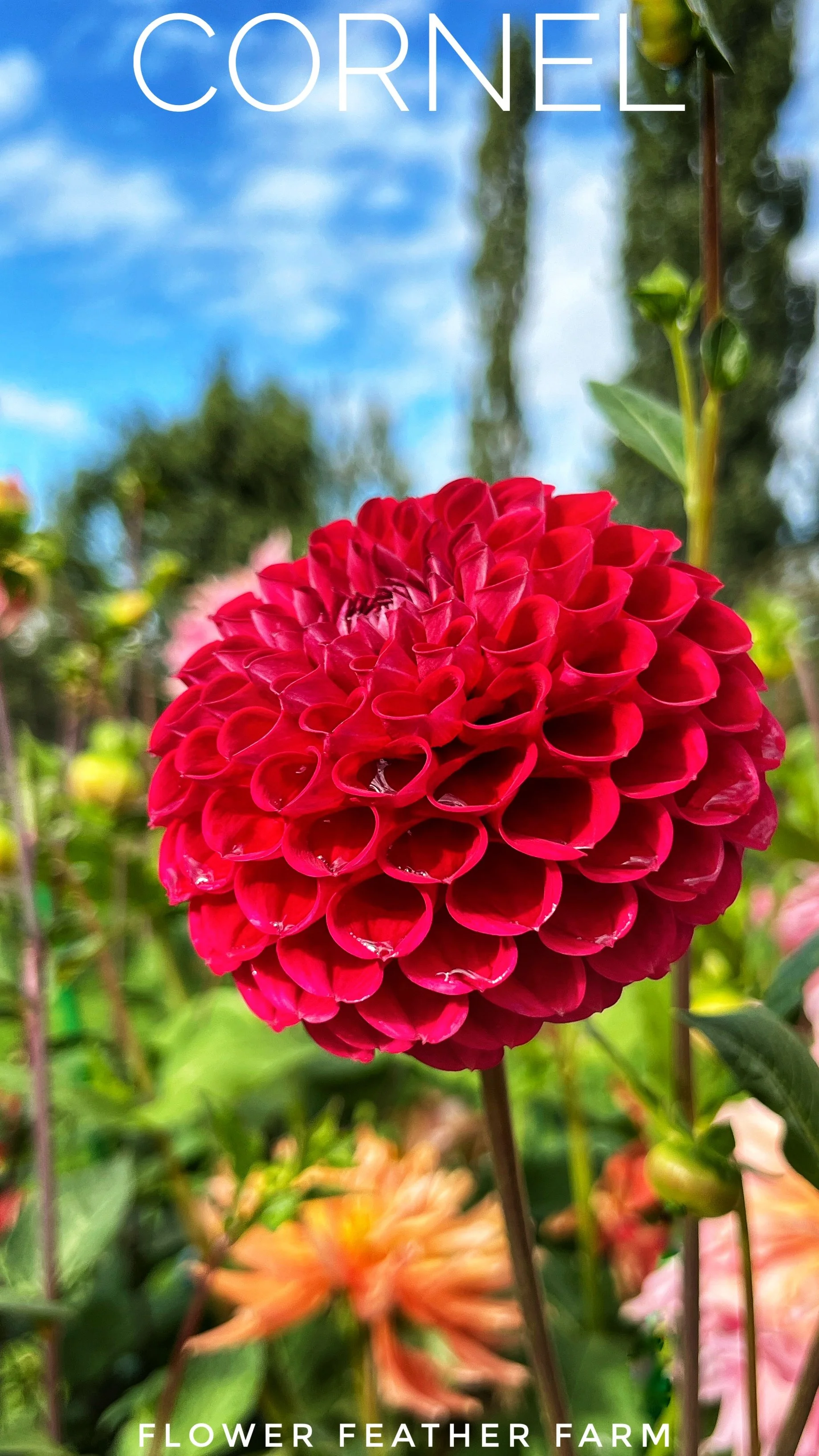Cornel Dahlia Tuber at Flower Feather Farm, chicks & dahlias