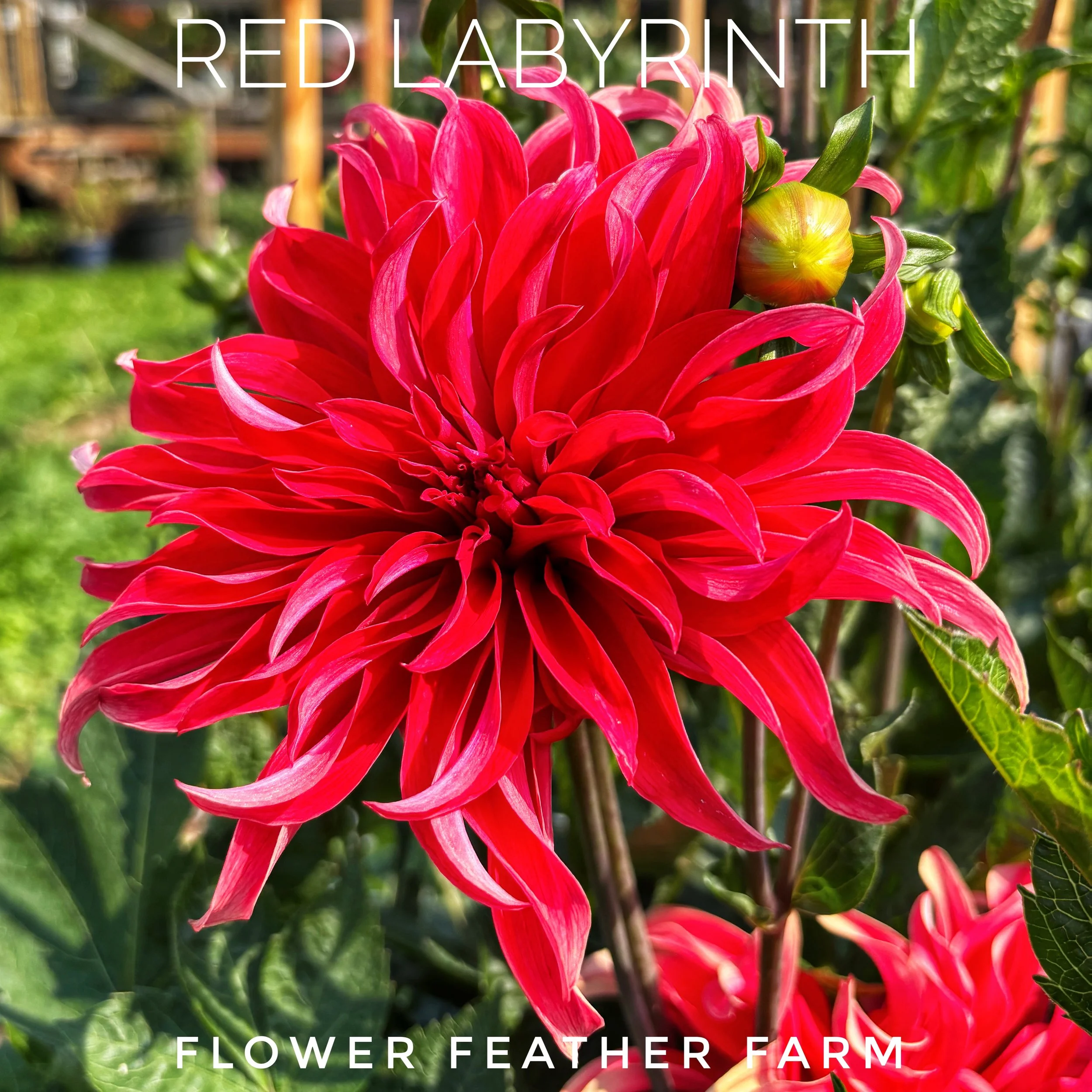 Red Labyrinth Dahlia at Flower Feather Farm, chicks and dahlias