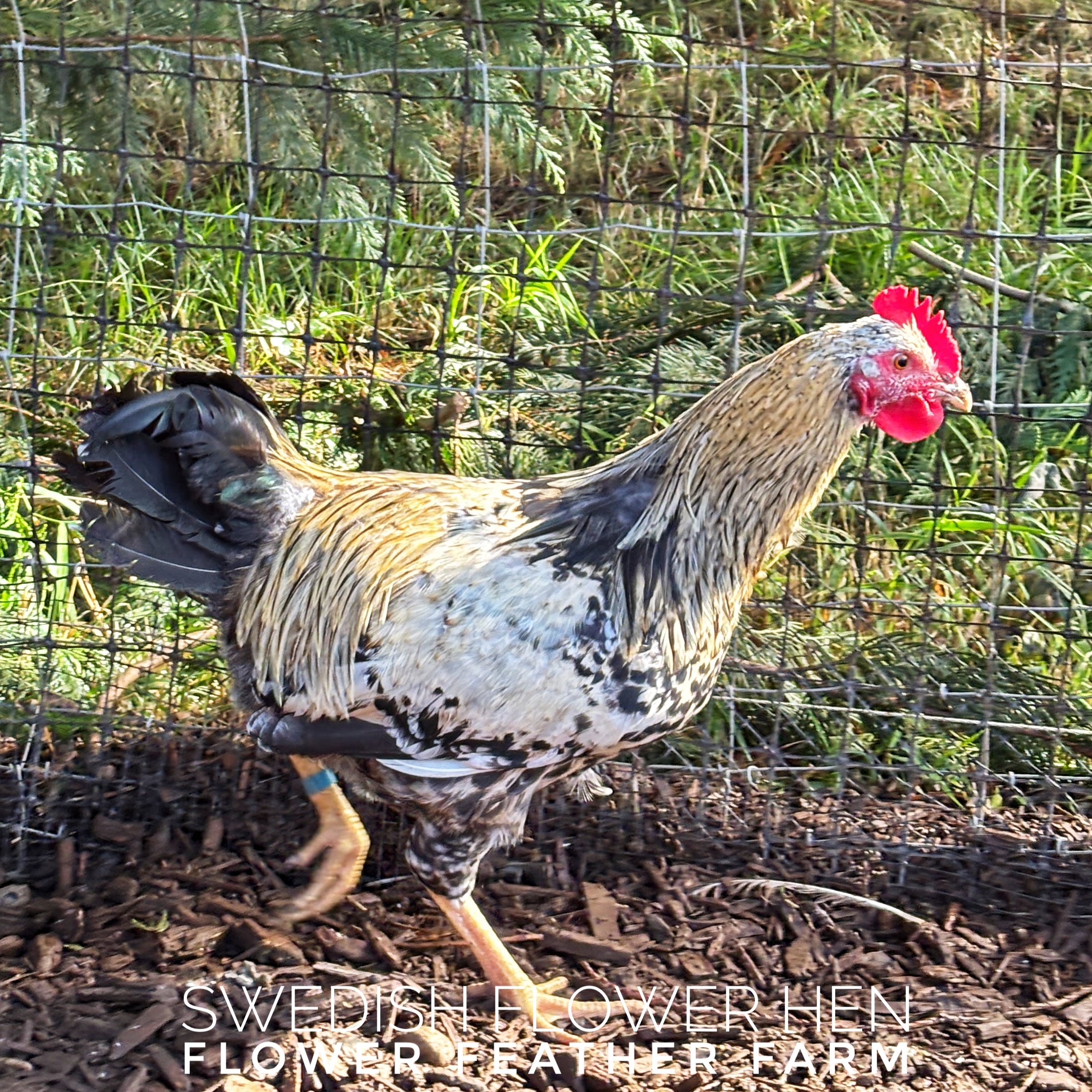 Swedish Flower Hen cockerel from Tim Oliver hatching eggs at Flower Feather Farm, chicks & dahlias