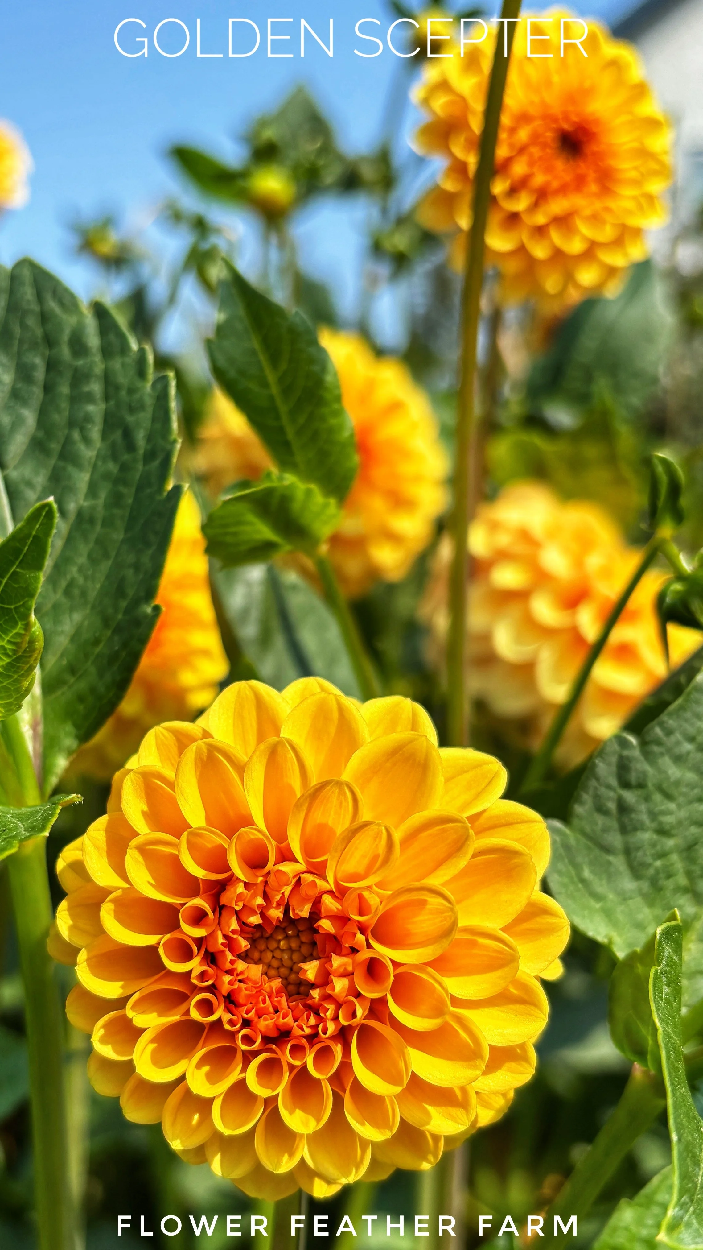 Golden Scepter dahlia at Flower Feather Farm, chicks & dahlias