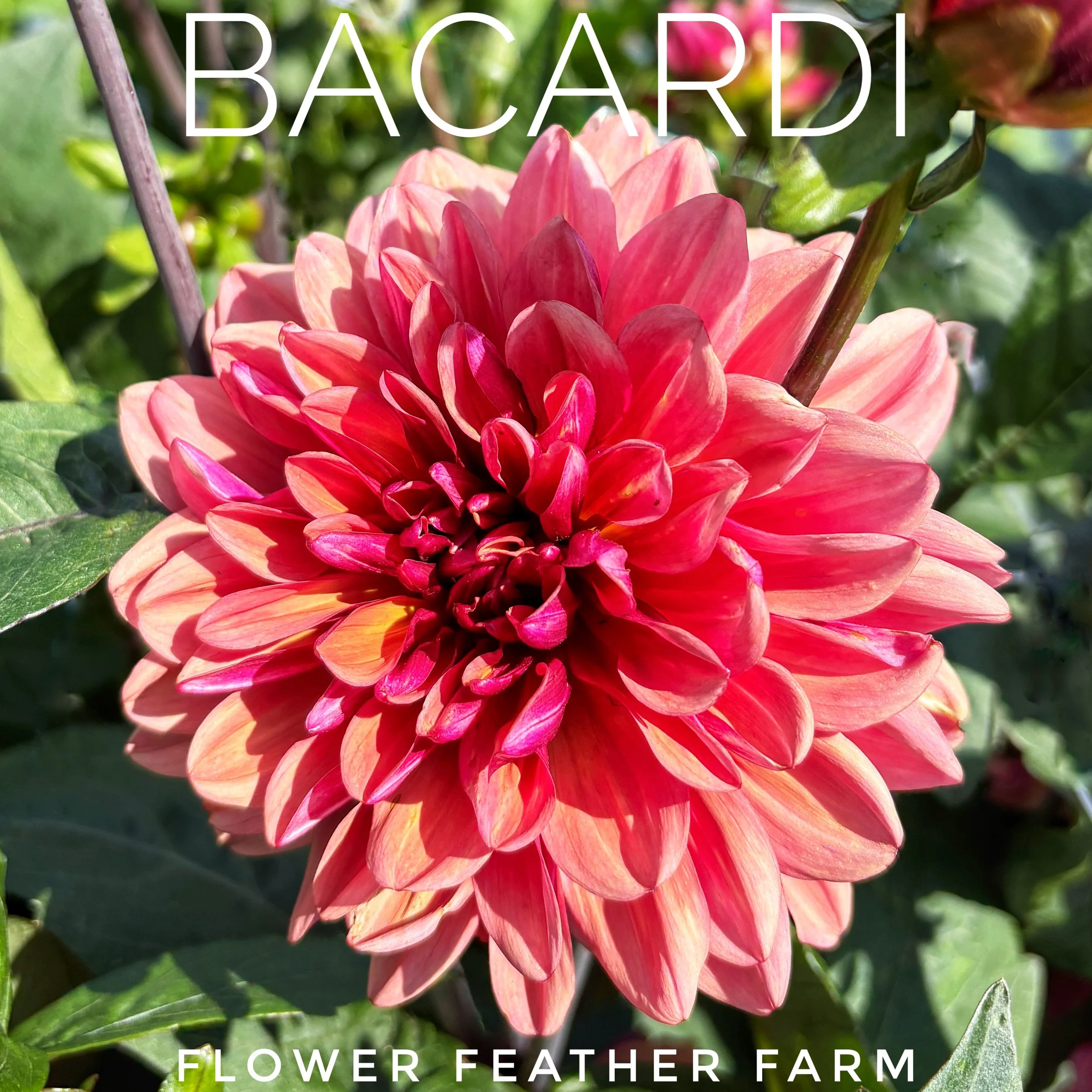 Dusky rose and raspberry pink Bacardi dahlia flower blooming on a tall stem in the morning sun at Flower Feather Farm.