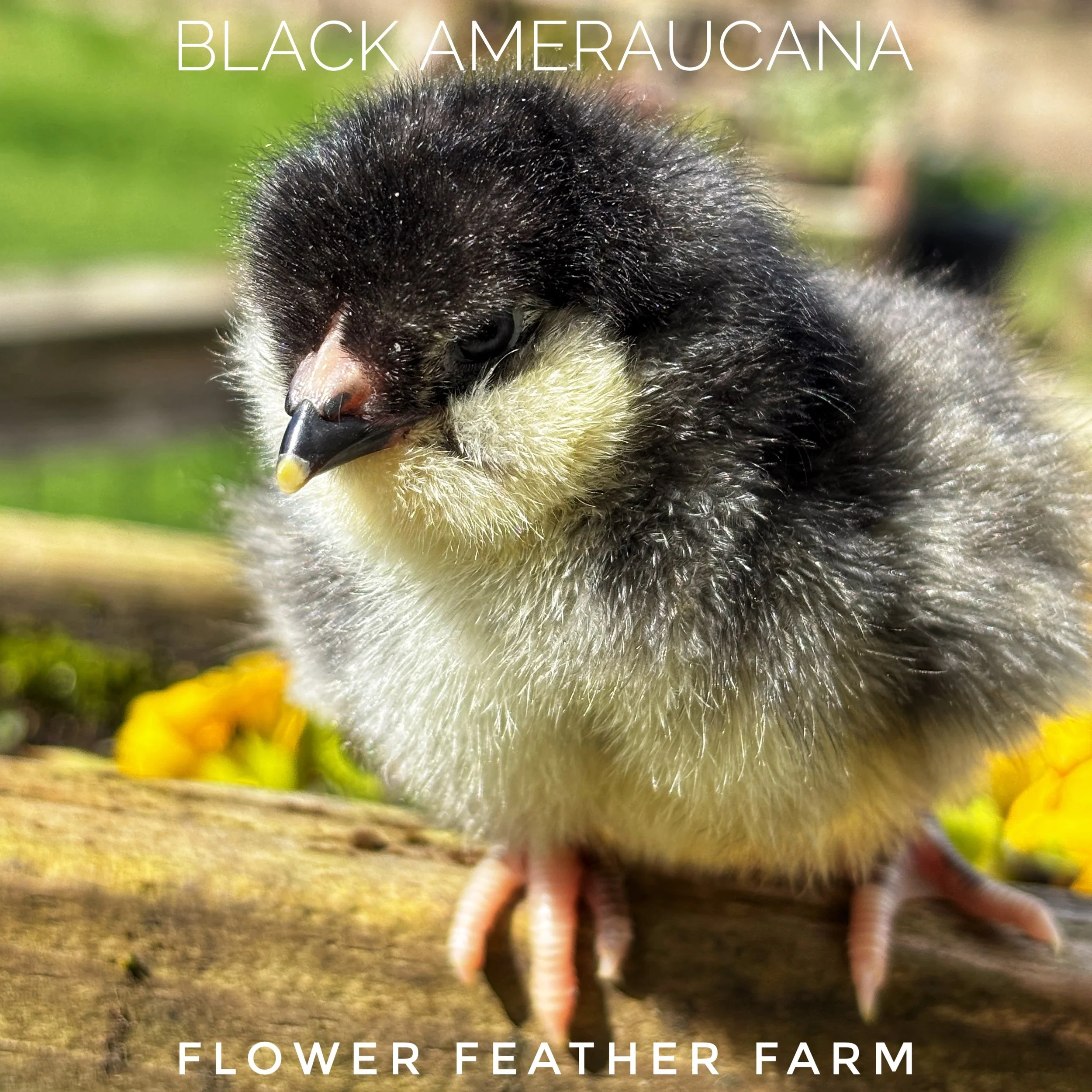 Black Ermine Ameraucana at Flower Feather Farm, chicks & dahlias, a chick hatchery nearby, chicks for sale