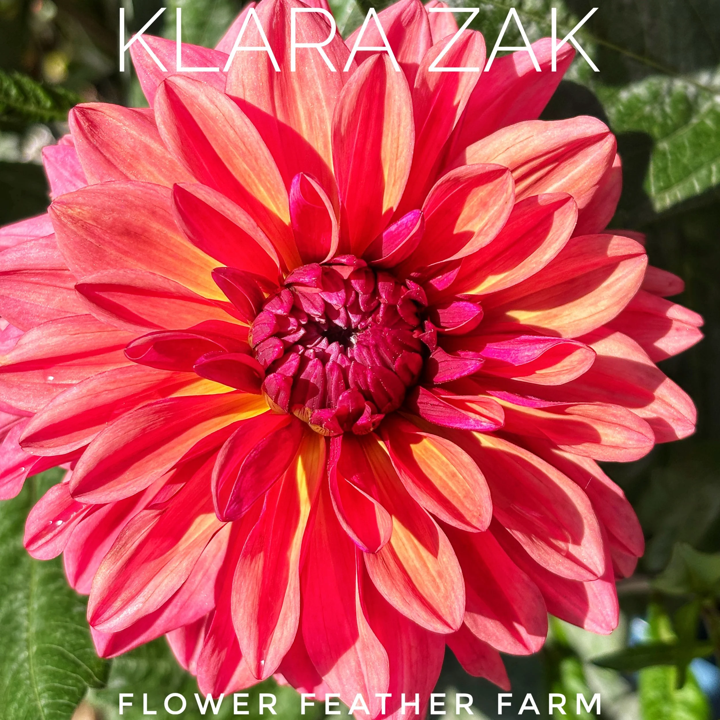 Gorgeous Klara Zak dahlia at Flower Feather Farm, chicks & dahlias