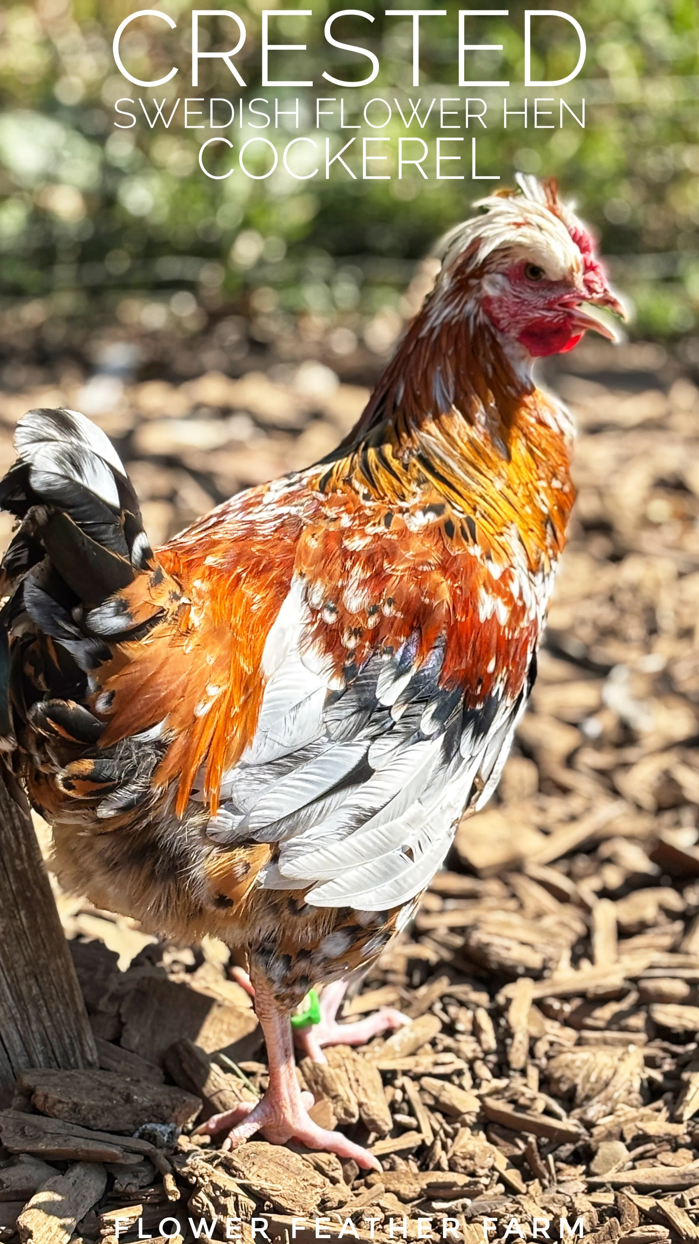 Crested SFH Cockerel.jpeg