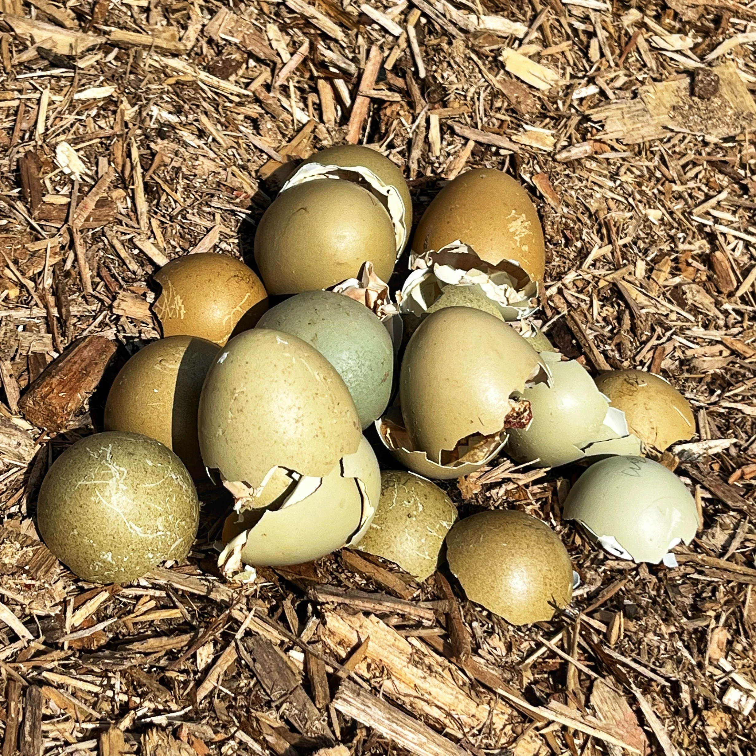 Wheaten Olive Egger Hatching Eggs