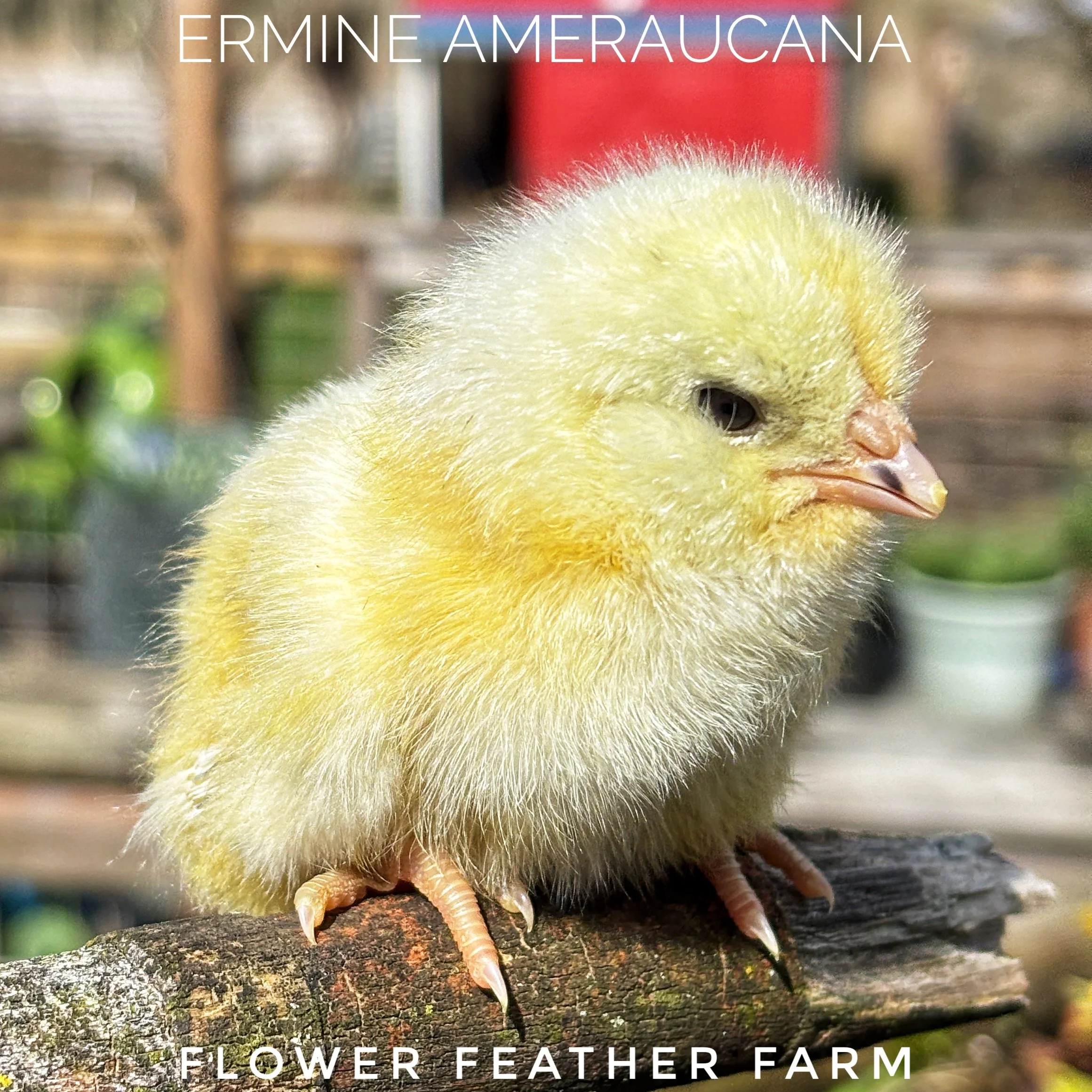 Ermine Ameraucana at Flower Feather Farm, chicks & dahlias, a chick hatchery nearby, chicks for sale