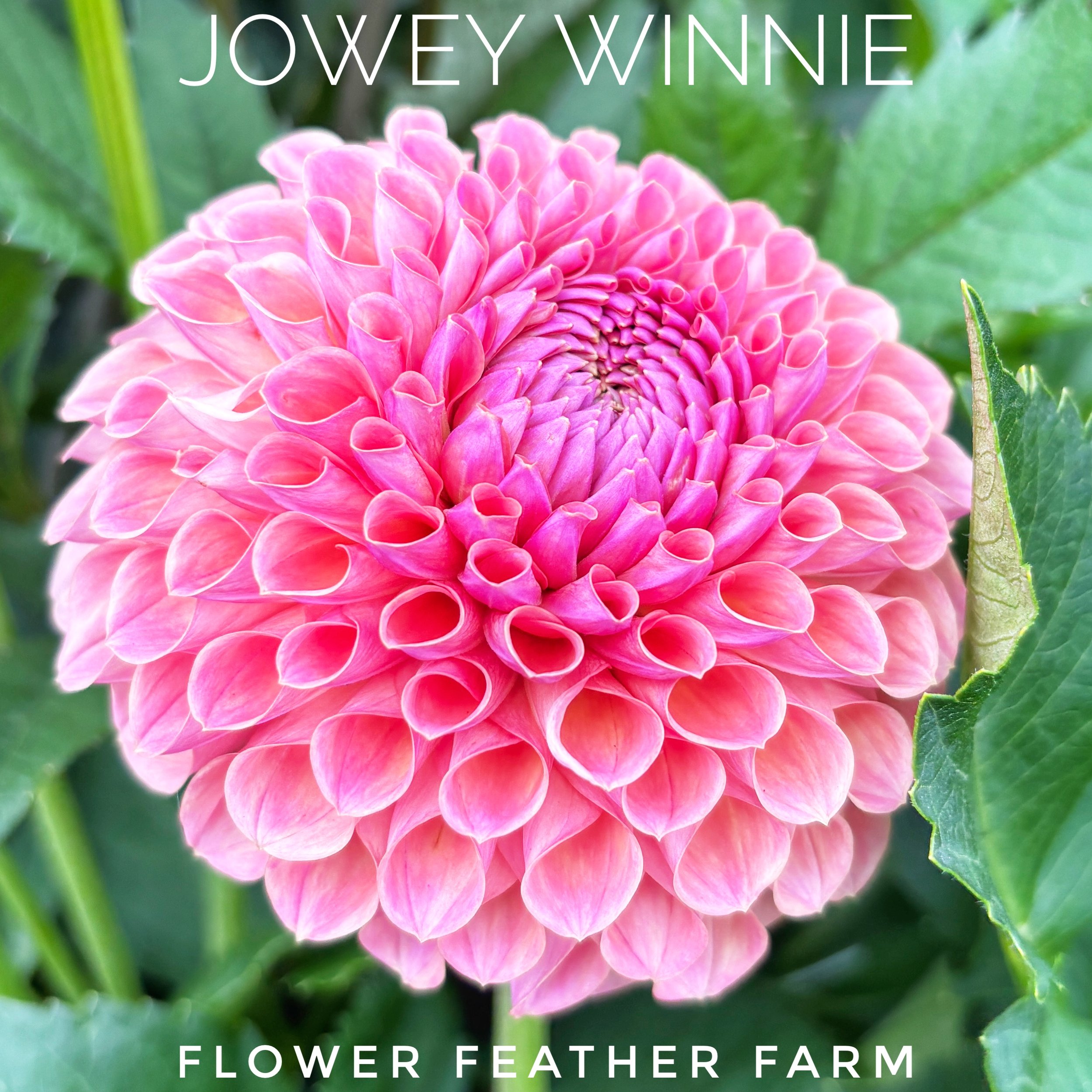Jowey Winnie 26-01.jpg