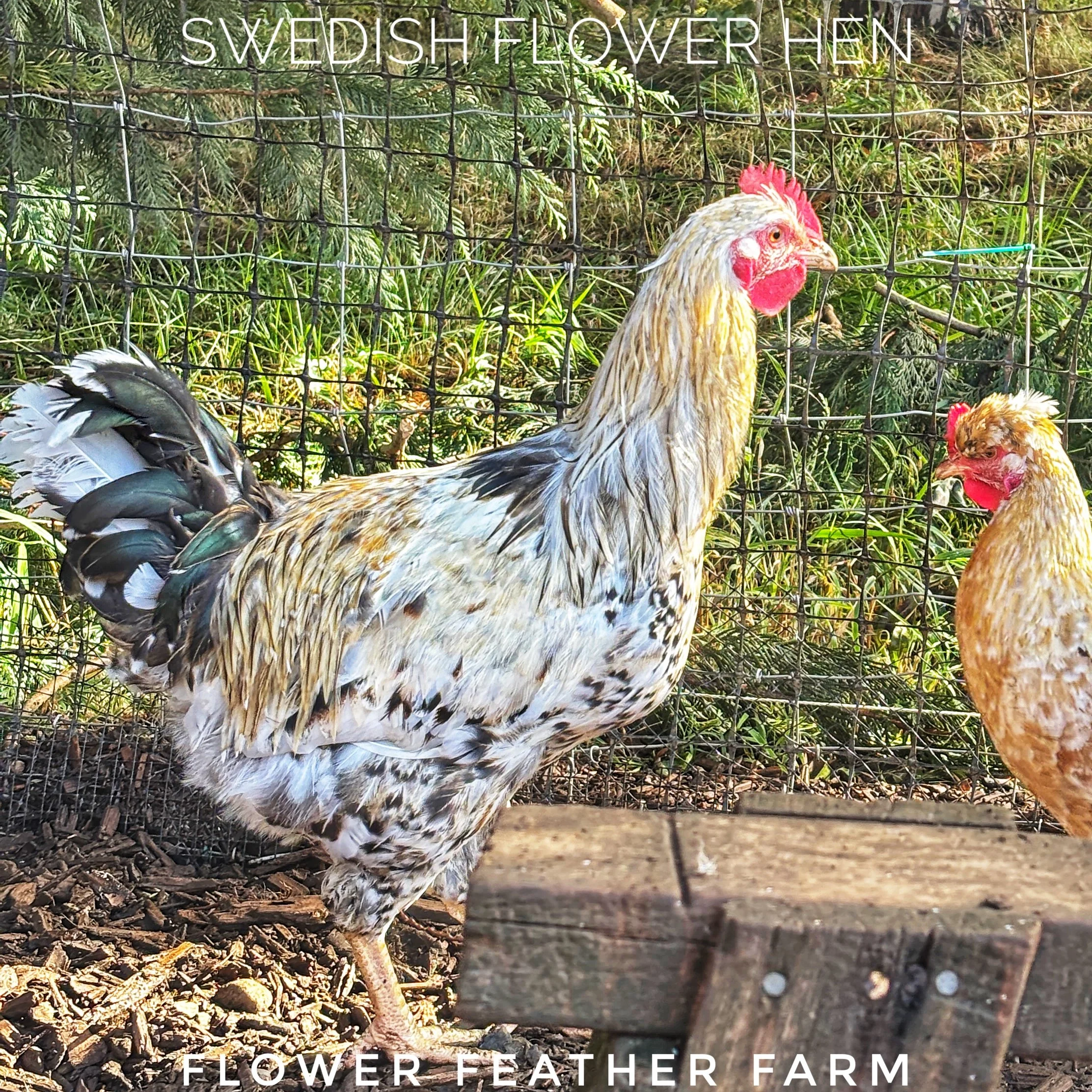 Swedish Flower Hen cockerel from Tim Oliver hatching eggs at Flower Feather Farm, chicks & dahlias