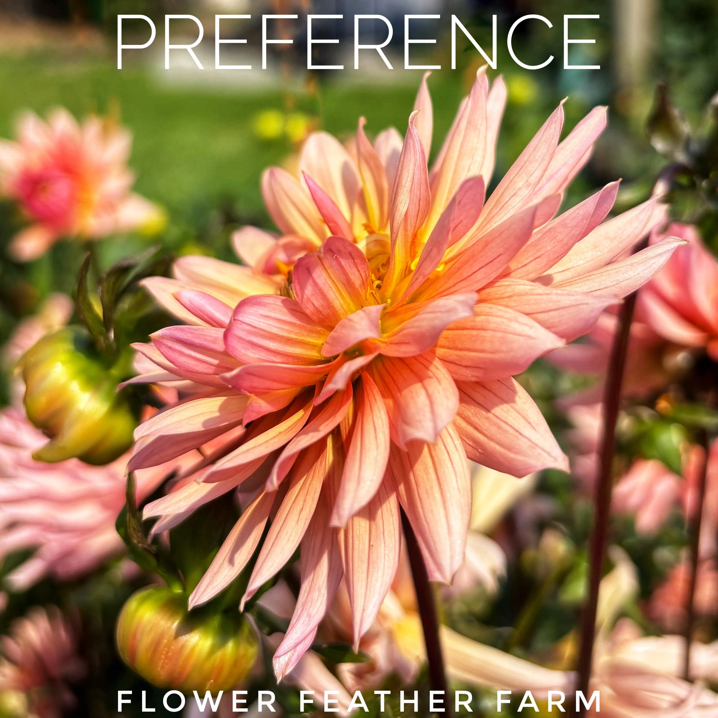 Preference Dahlia at Flower Feather Farm, chicks & dahlias, a Washington State Dahlia farm -- dahlia grower near me, dahlia tubers for sale, dahlia tubers, dahlia tuber sale