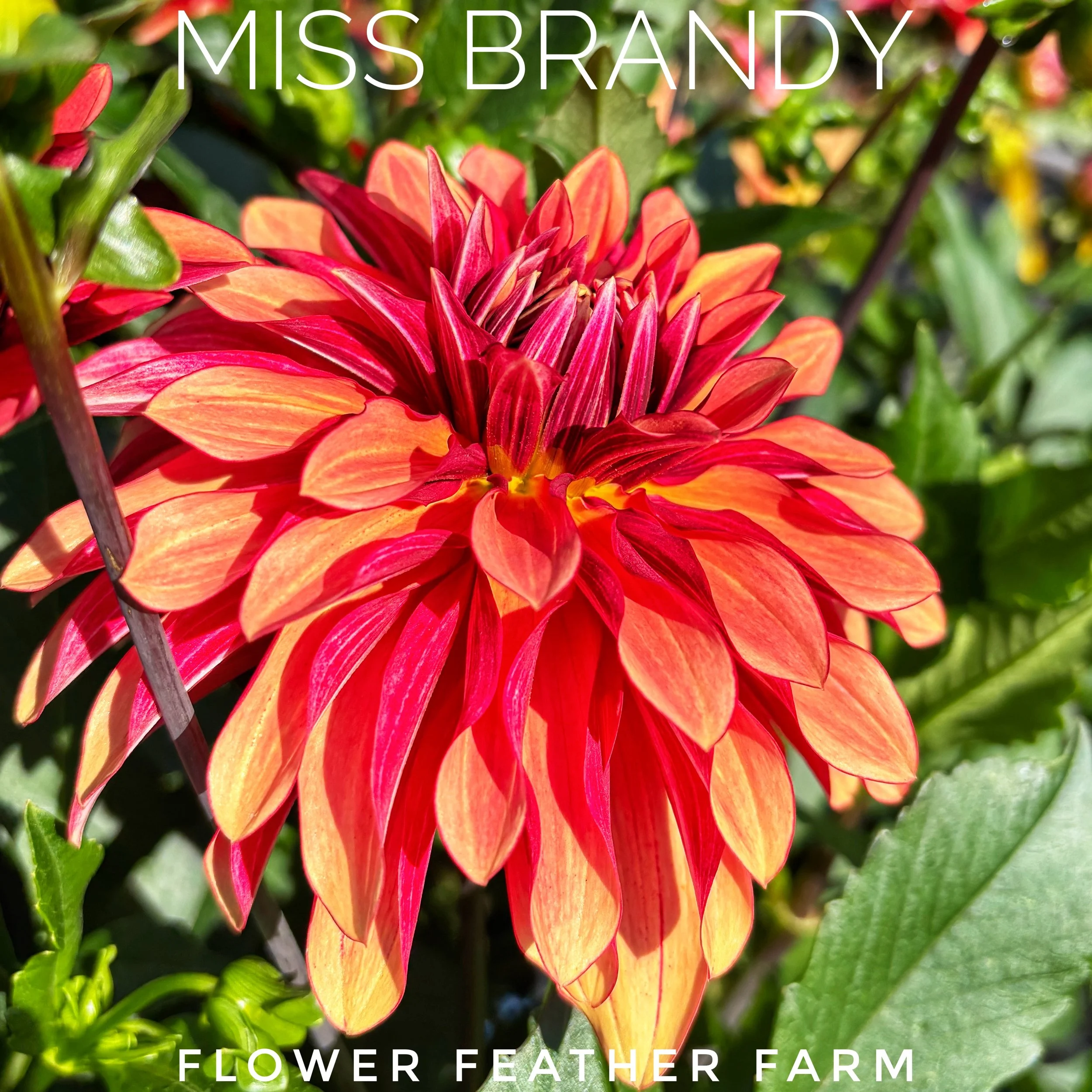 Grow stunning Miss Brandy dahlias with premium tubers from Flower Feather Farm. Romantic blooms attract compliments and fill bouquets.