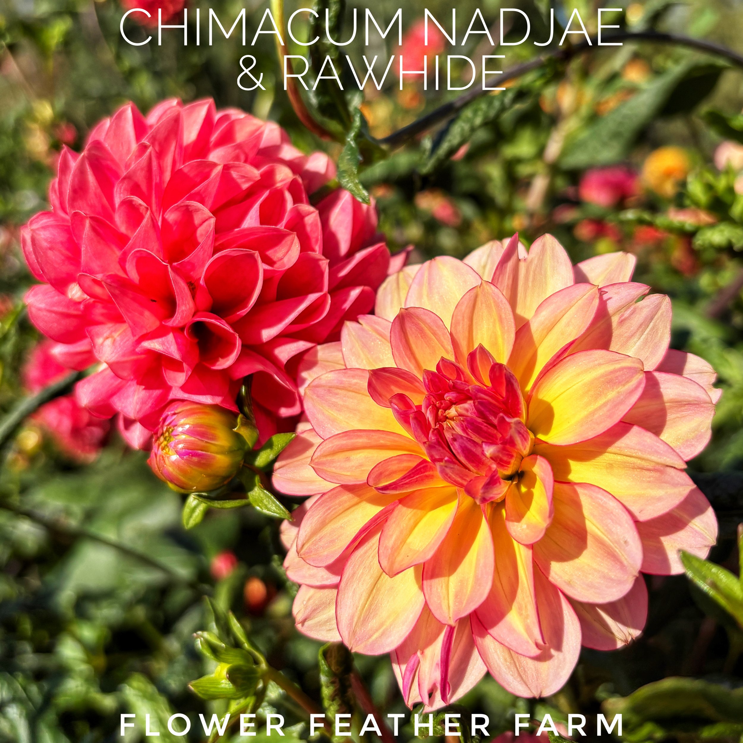Chimacum Nadjae & Rawhide dahlias at Flower Feather Farm, chicks & dahlias