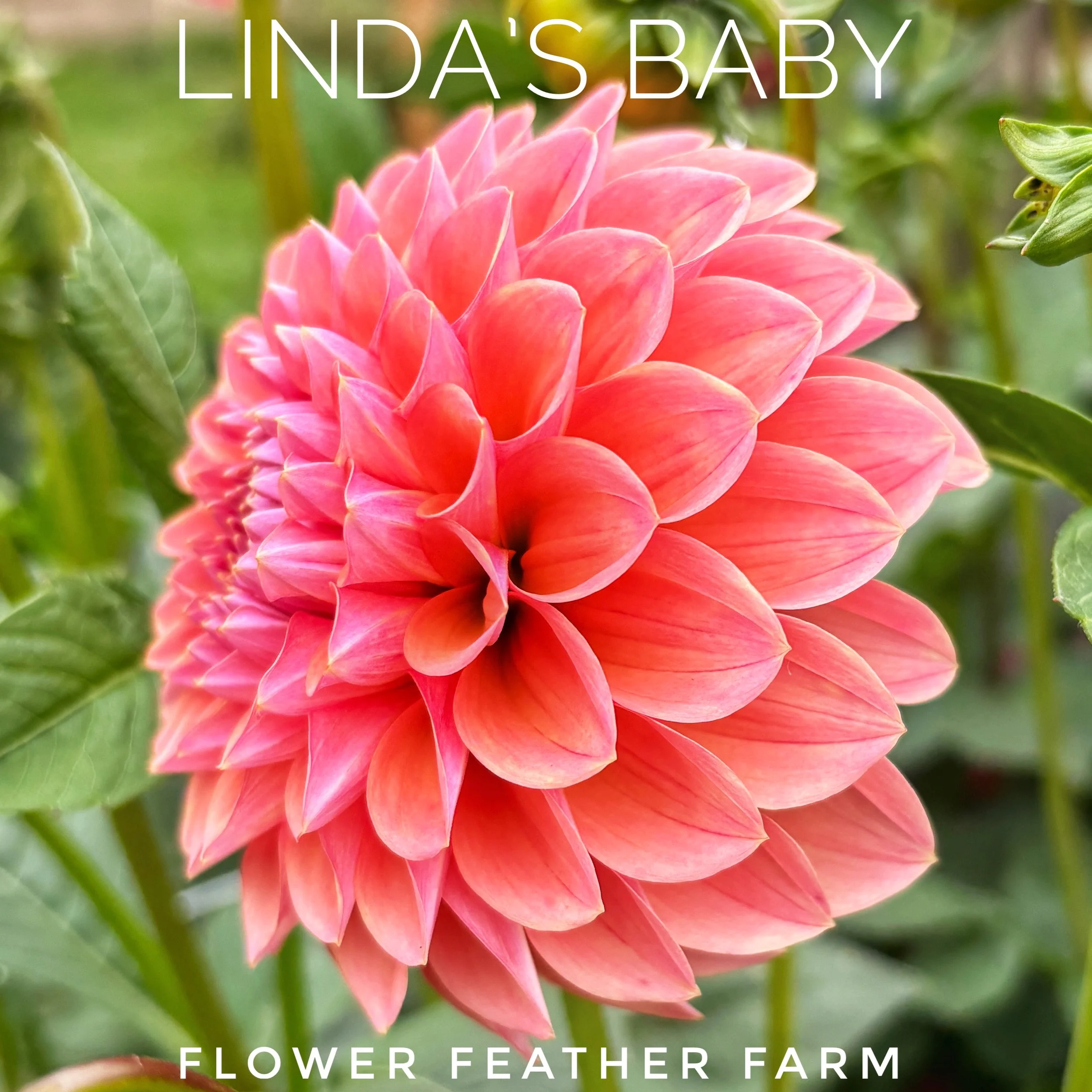 Linda's Baby Dahlia at Flower Feather Farm, chicks & dahlias