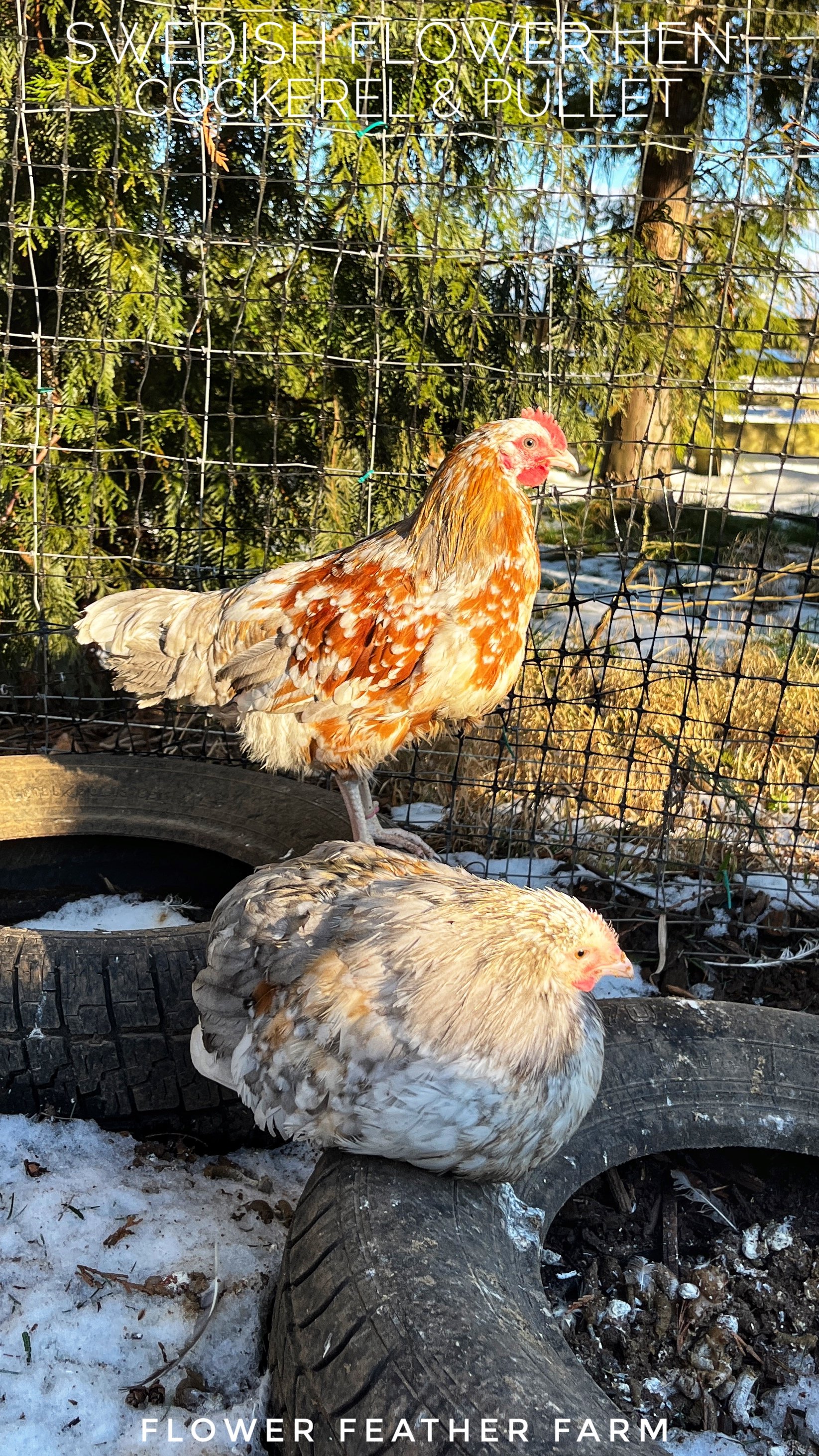 Swedish Flower Hens at Flower Feather Farm, chicks & dahlias, chick hatchery near me, chicken hatchery near me, chicken for sale, hens for sale near me, pullets for sale near me, laying hens