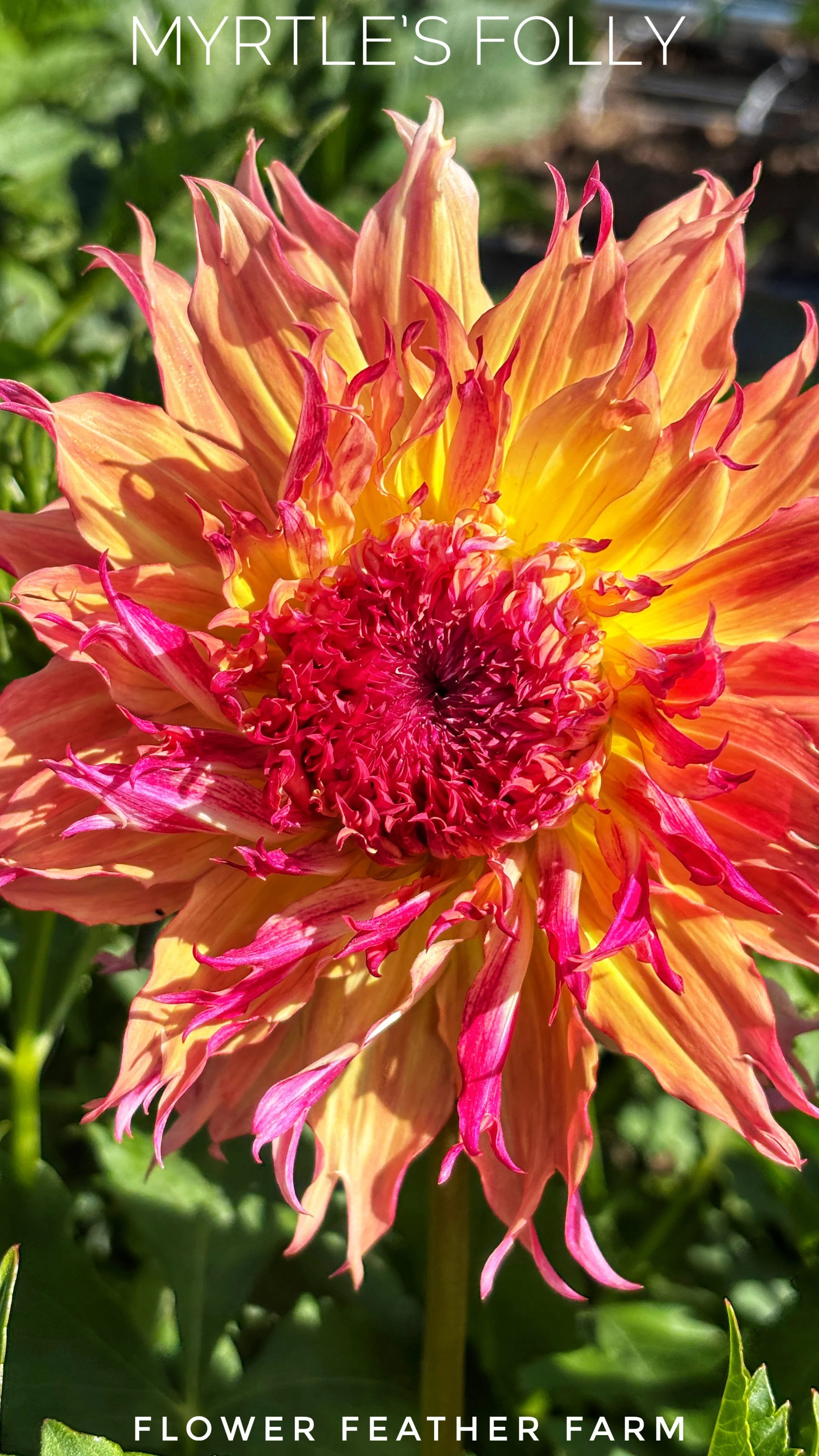 Myrtle's Folly Dahlia at Flower Feather Farm, chicks & dahlias, a Washington State Dahlia farm -- dahlia grower near me