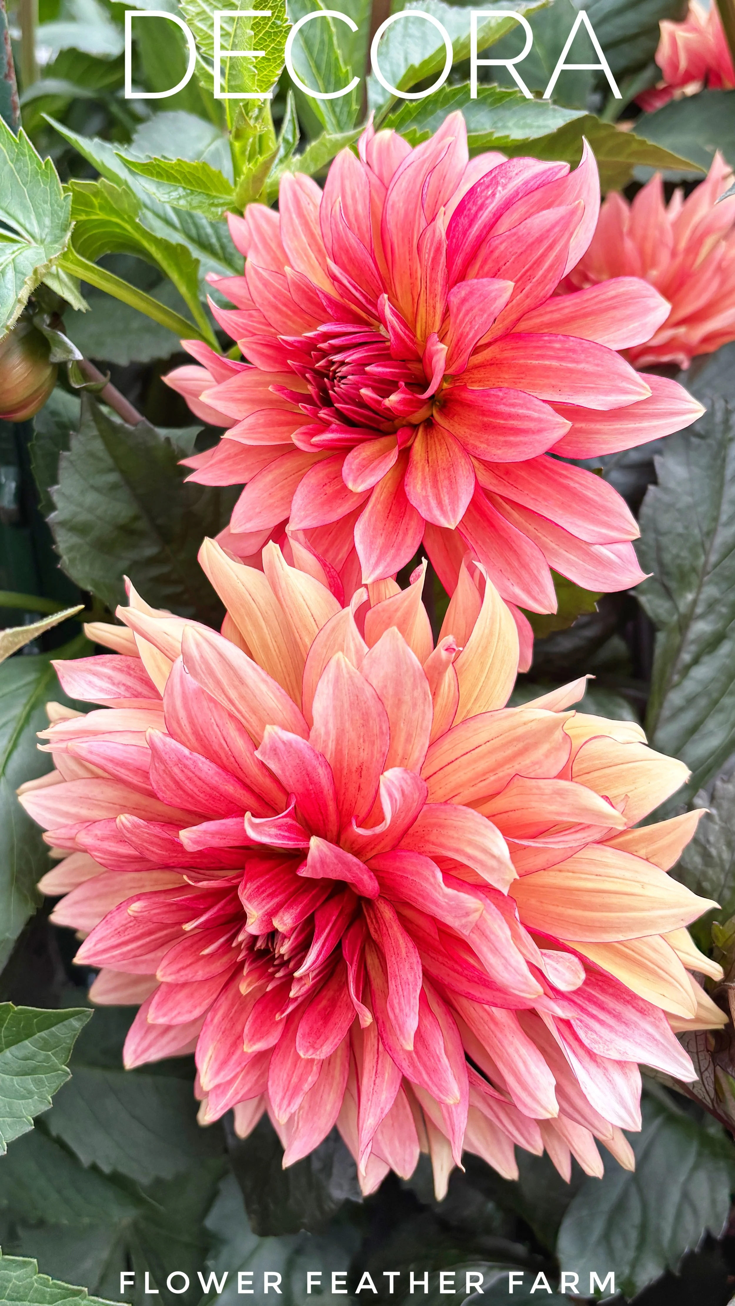 Buy premium Decora dahlia tubers from Flower Feather Farm. Grow a colorful mix of apricot, pink, yellow, and raspberry ruffled summer blooms!