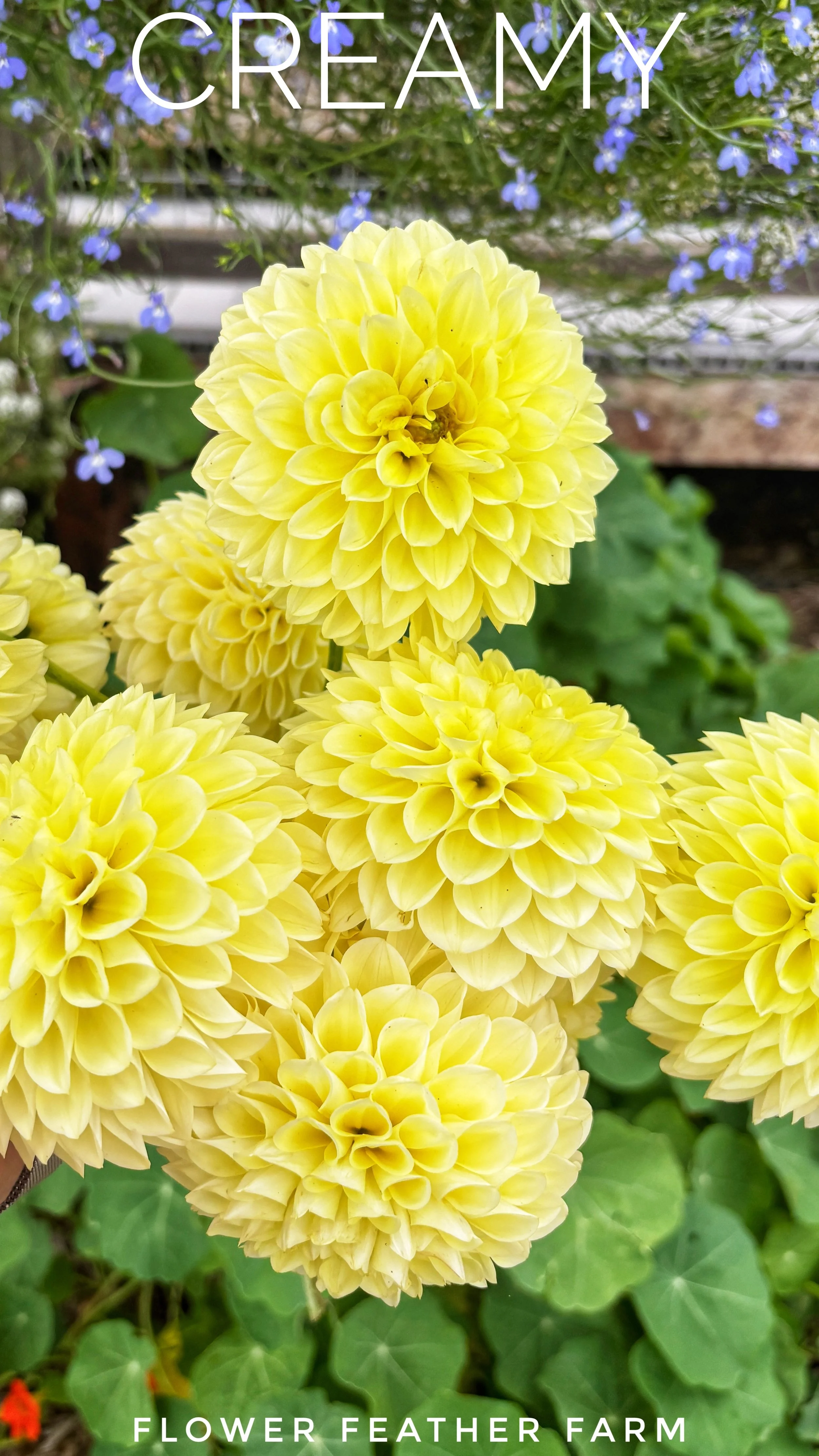 Get your Dahlia 'Creamy' tubers today! An exceptionally productive, pale yellow miniature decorative dahlia that elevates any cut flower arrangement.