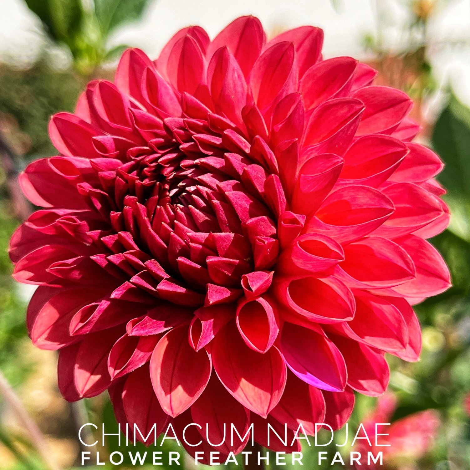 Chimacum Nadjae Dahlias at Flower Feather Farm, chicks & dahlias, a Washington State Dahlia farm -- dahlia grower near me