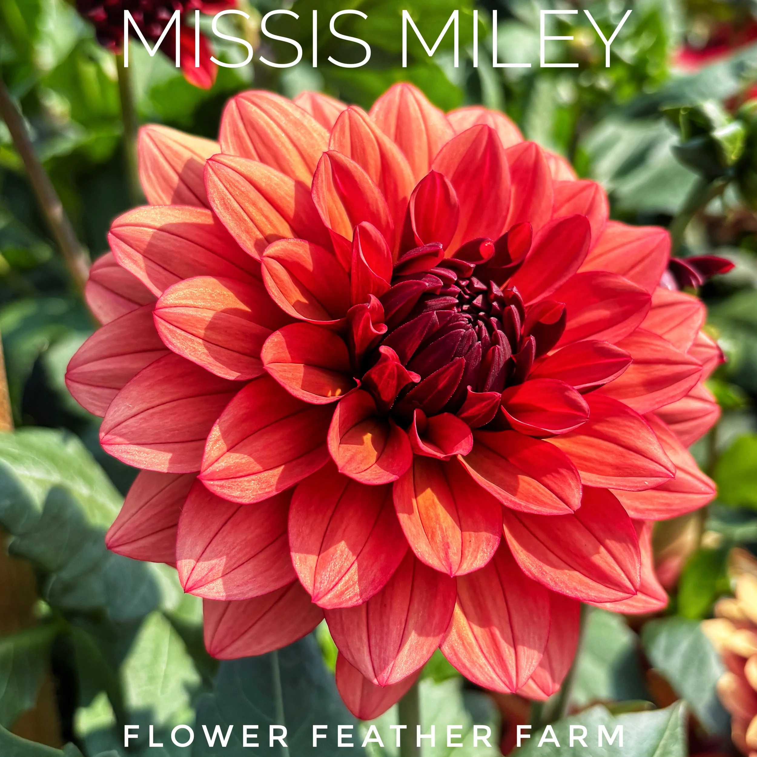Missis Miley Dahlia at Flower Feather Farm, chicks & dahlias