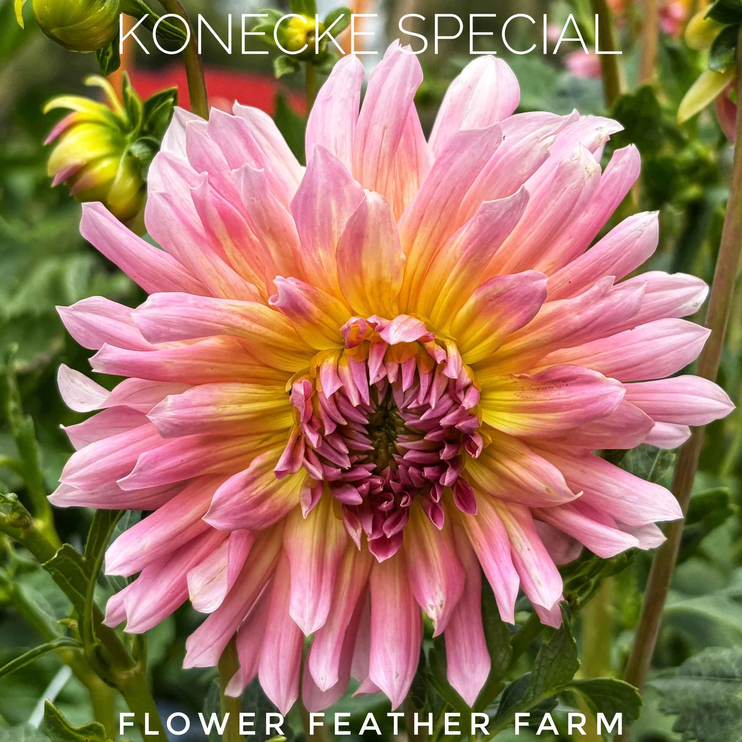 Konecke Special Dahlias at Flower Feather Farm, chicks & dahlias, a Washington State Dahlia farm -- dahlia grower near me