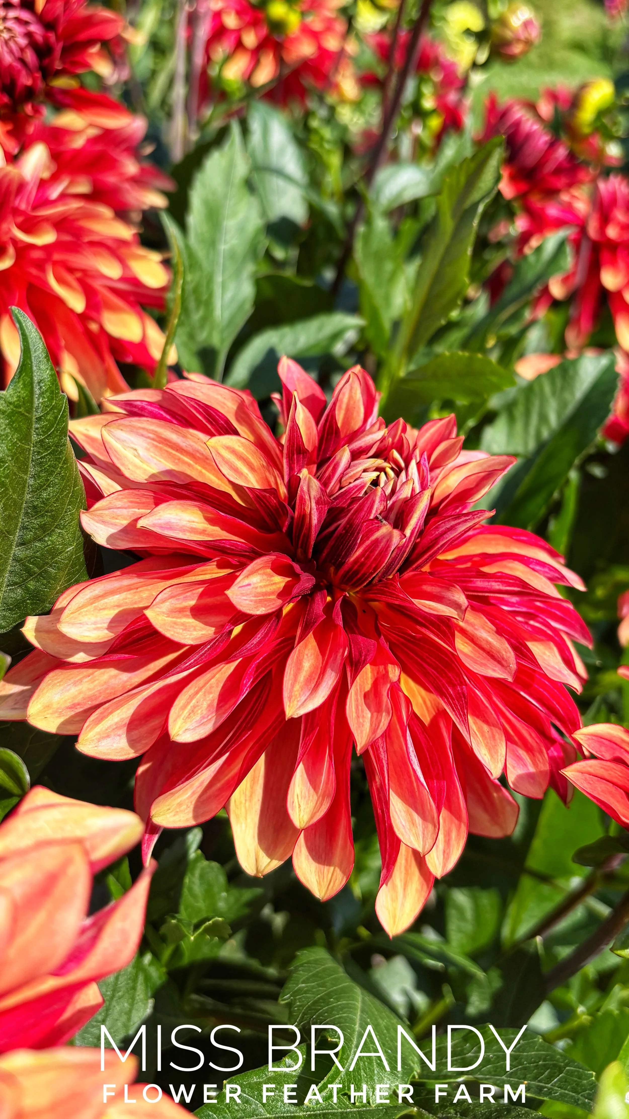 Miss Brandy is beloved for its muted pink and lavender blooms. Shop healthy dahlia tubers from Flower Feather Farm today.