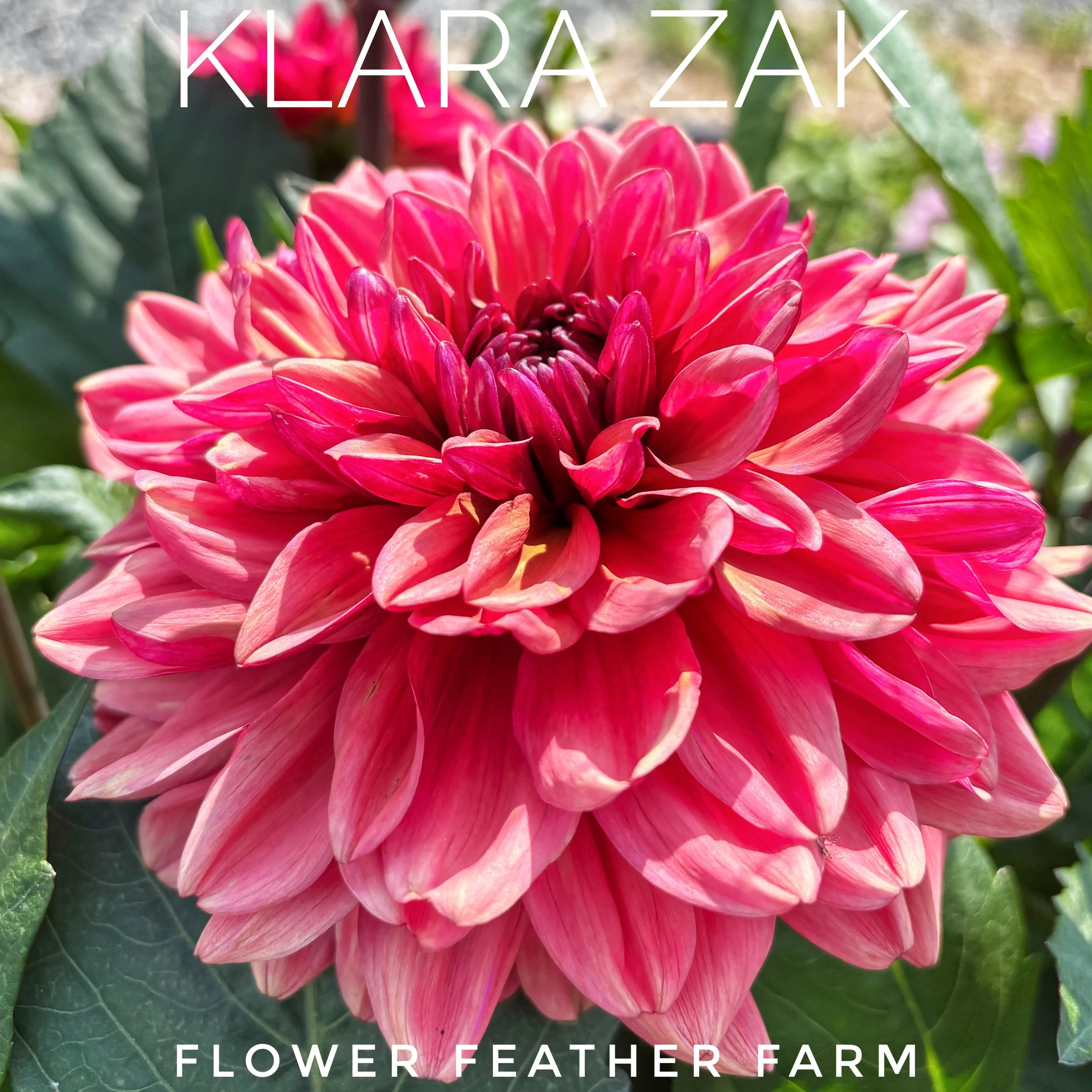 Klara Zak Dahlia at Flower Feather Farm, chicks & dahlias