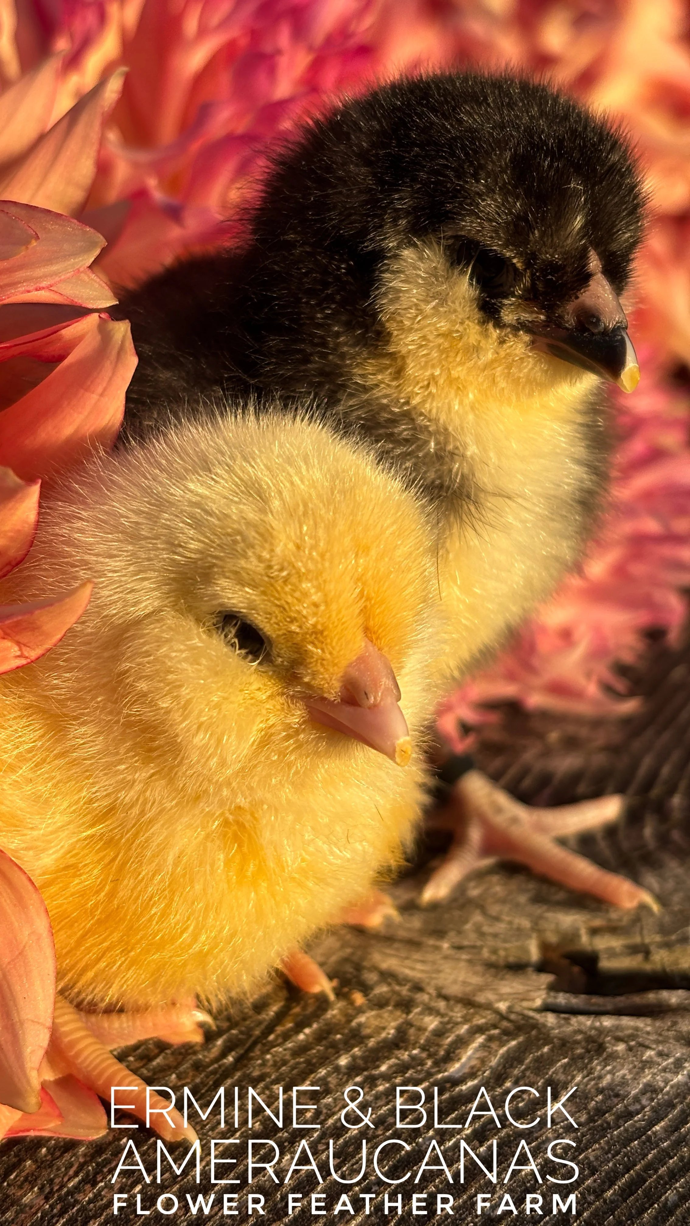 Ermine Ameraucana chick in the dahlias at Flower Feather Farm, chicks & dahlias