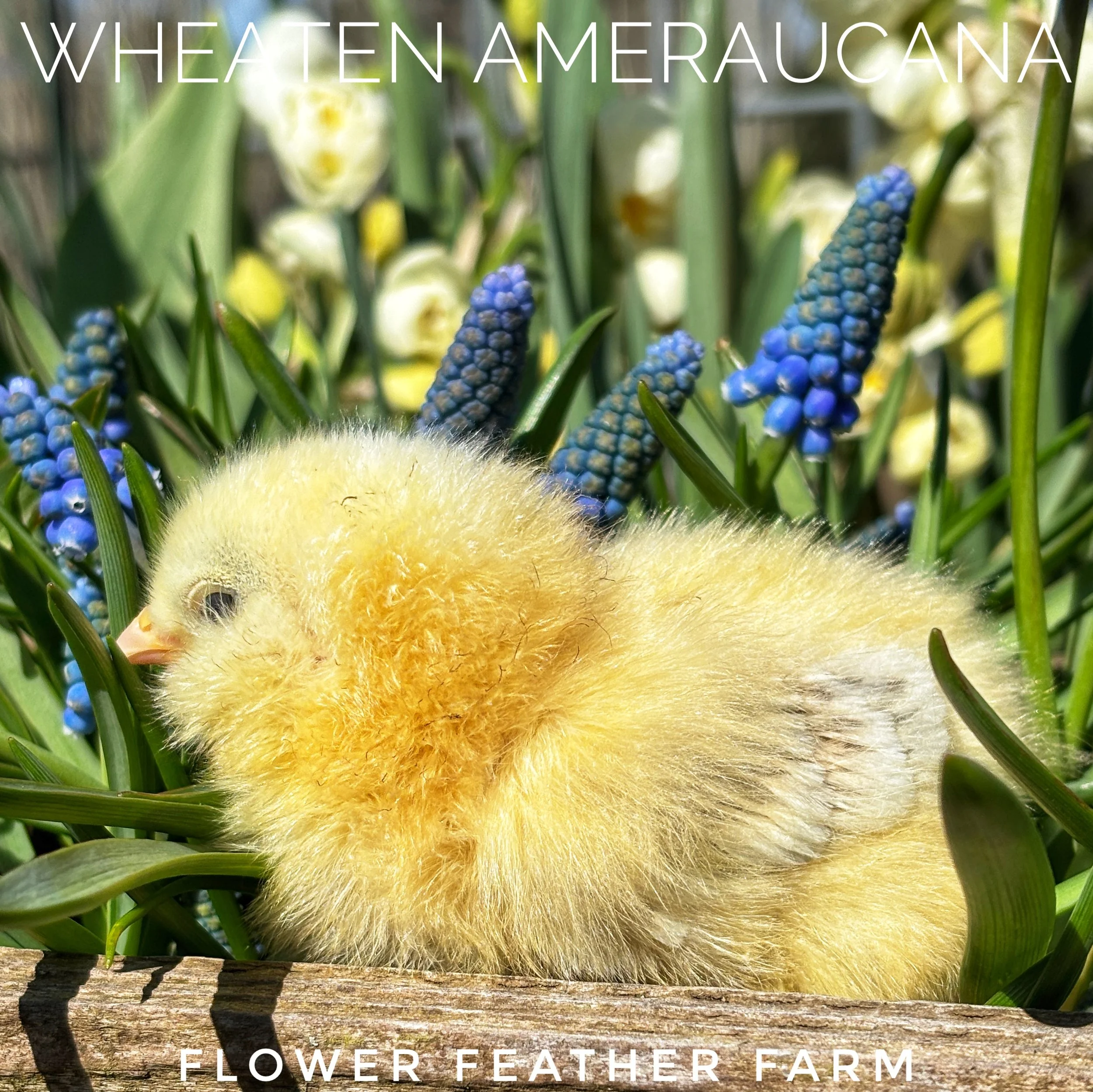 Wheaten/Blue Wheaten/Splash Ameraucana Chicks at Flower Feather Farms, chicks & dahlias, baby chicks for sale near me, chickens for sale near me, ameraucana chicks for sale