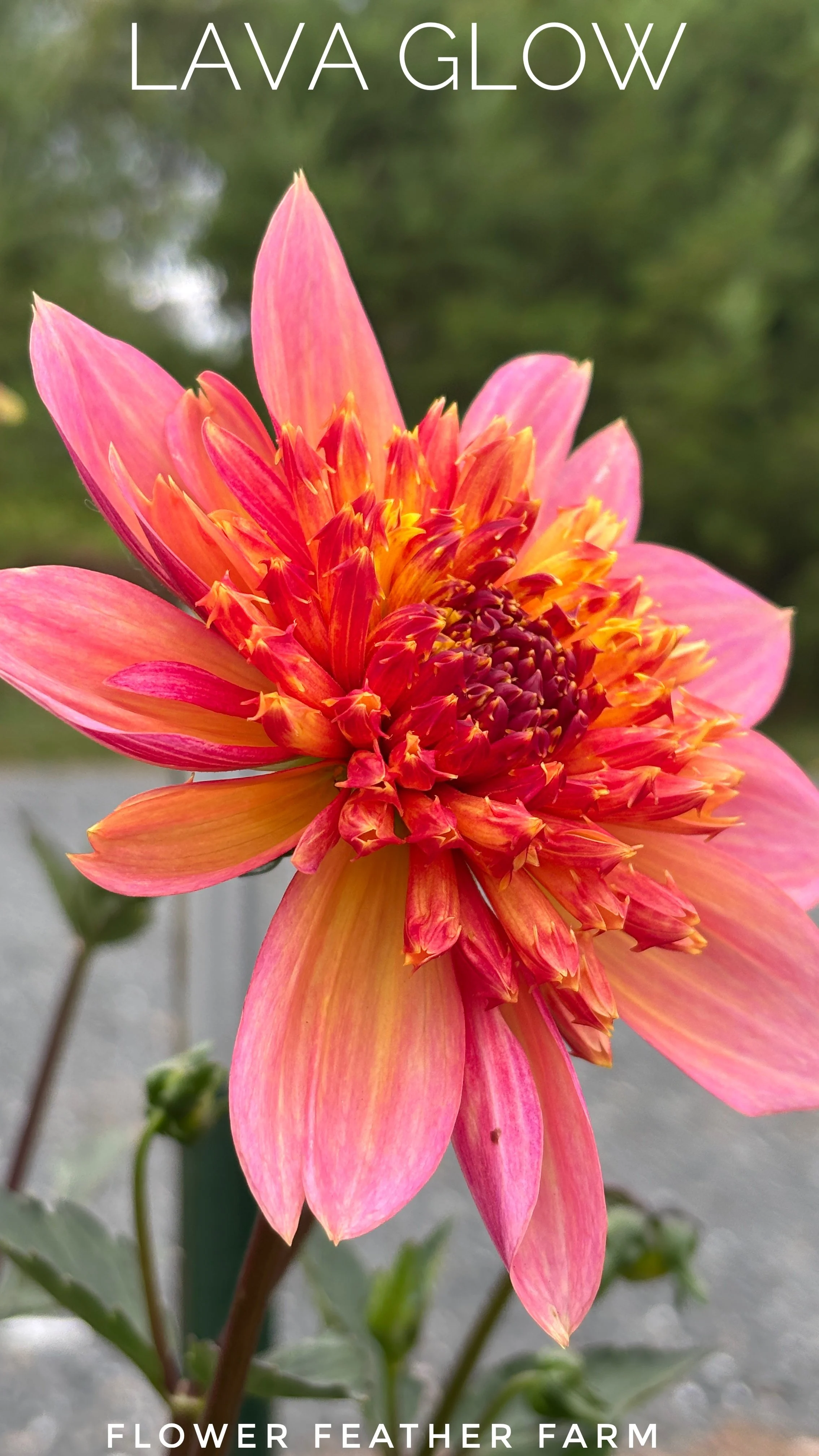 Lava Glow Dahlia Tuber L14
