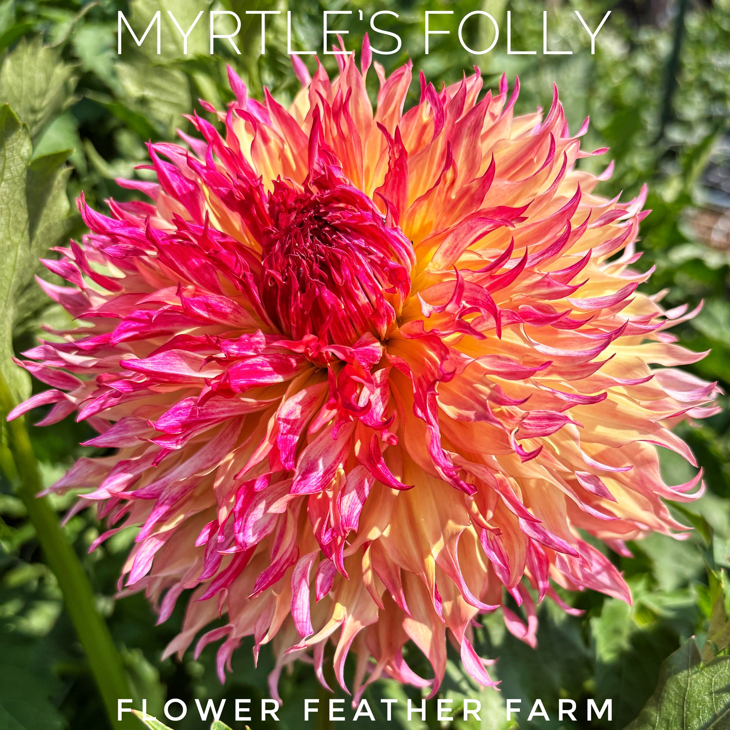 Elevate your floral arrangements with Myrtle's Folly dahlias from Flower Feather Farm. Fringed pink and gold tones offer a wild, romantic texture.